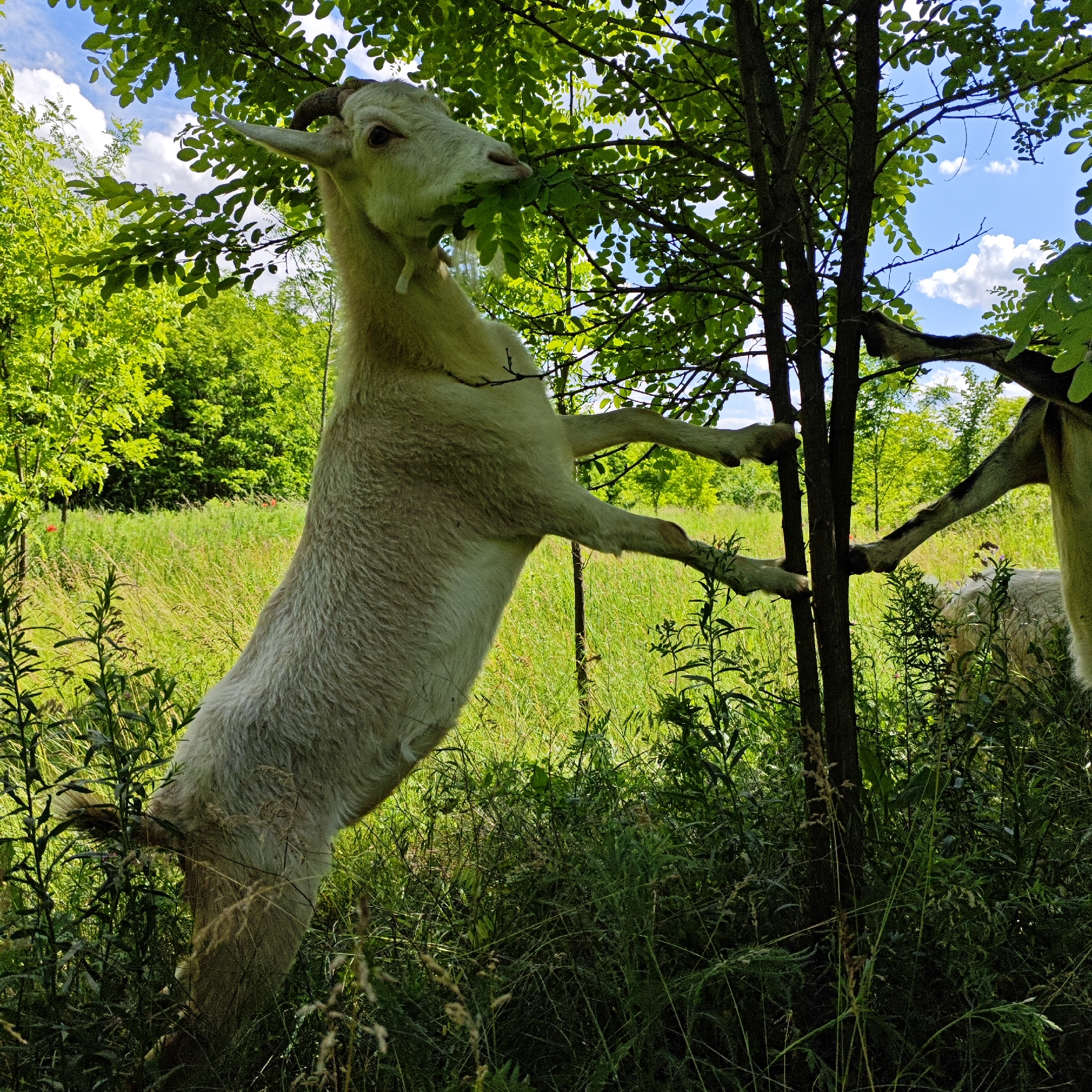A light-colored goat stands on its hind legs, reaching for leaves from a tree in a sunlit meadow. The goat is positioned in the center of the frame, with its front legs on a thin tree trunk and its head reaching into the canopy. The background consists of lush green foliage, a grassy field with scattered wildflowers, and a bright blue sky with scattered clouds. To the right, another goat, partially obscured, can be seen standing. The scene appears to be in a rural or natural setting, possibly in the village of Andriivka, Ukraine, given the presence of a traditional agrarian landscape.