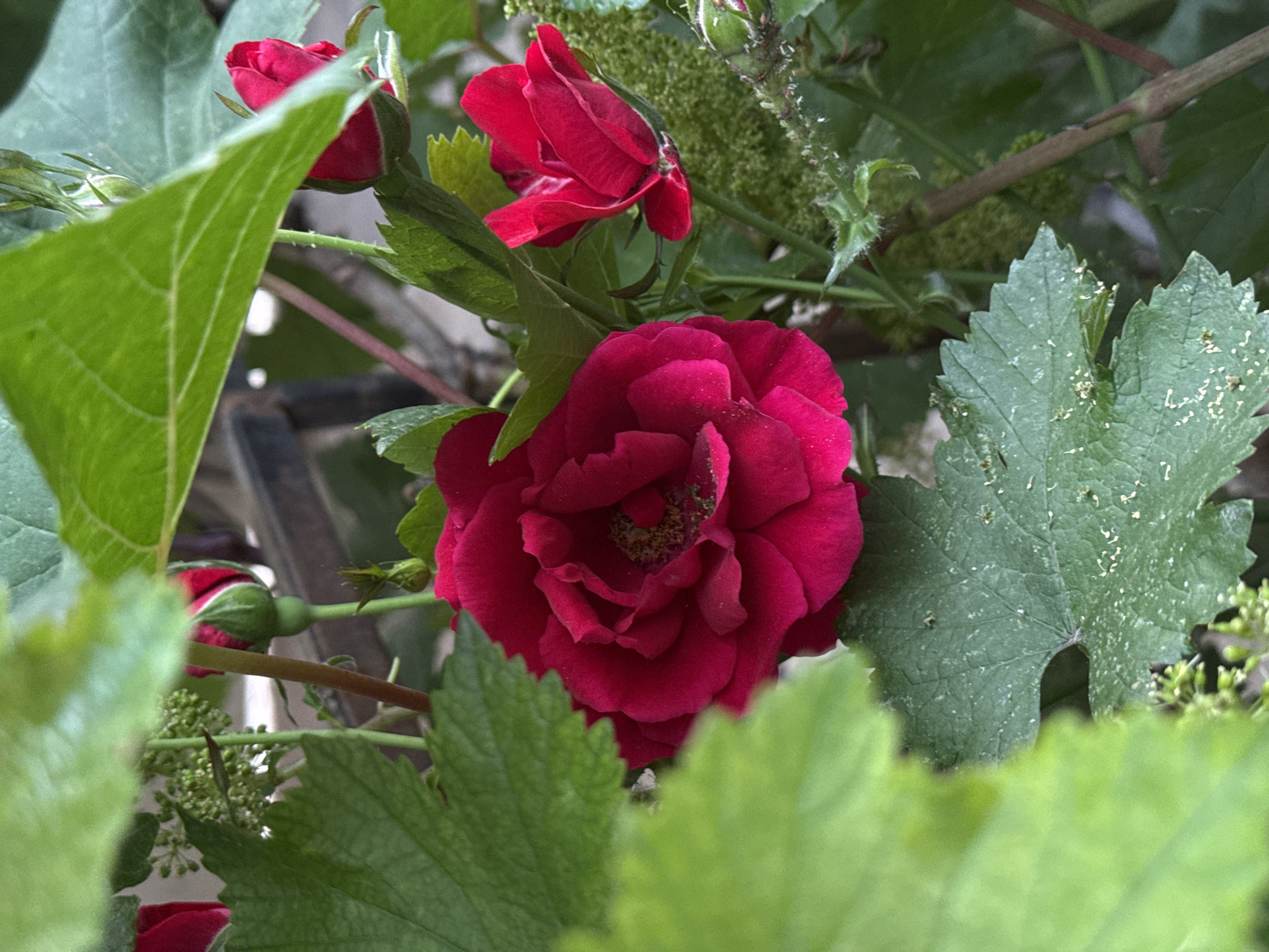 A close-up, eye-level shot captures a cluster of deep pink roses intertwined with lush green leaves. The main rose in the center is fully bloomed, revealing a complex arrangement of petals and a dusty stamen. To its right, a smaller rosebud, also a vibrant pink, is partially unfurled, its green sepals visible. In the background, hints of a metal fence suggest an outdoor setting, possibly a garden or park. The foliage, characterized by its broad, veined leaves, is slightly out of focus, creating a natural frame for the roses. The lighting is soft, indicating an overcast day or shade, enhancing the rich colors of the flowers. The image appears to be a still life, focusing on the natural beauty of the roses and their surrounding greenery. The location is identified as Mikhaylovsk, Russia.