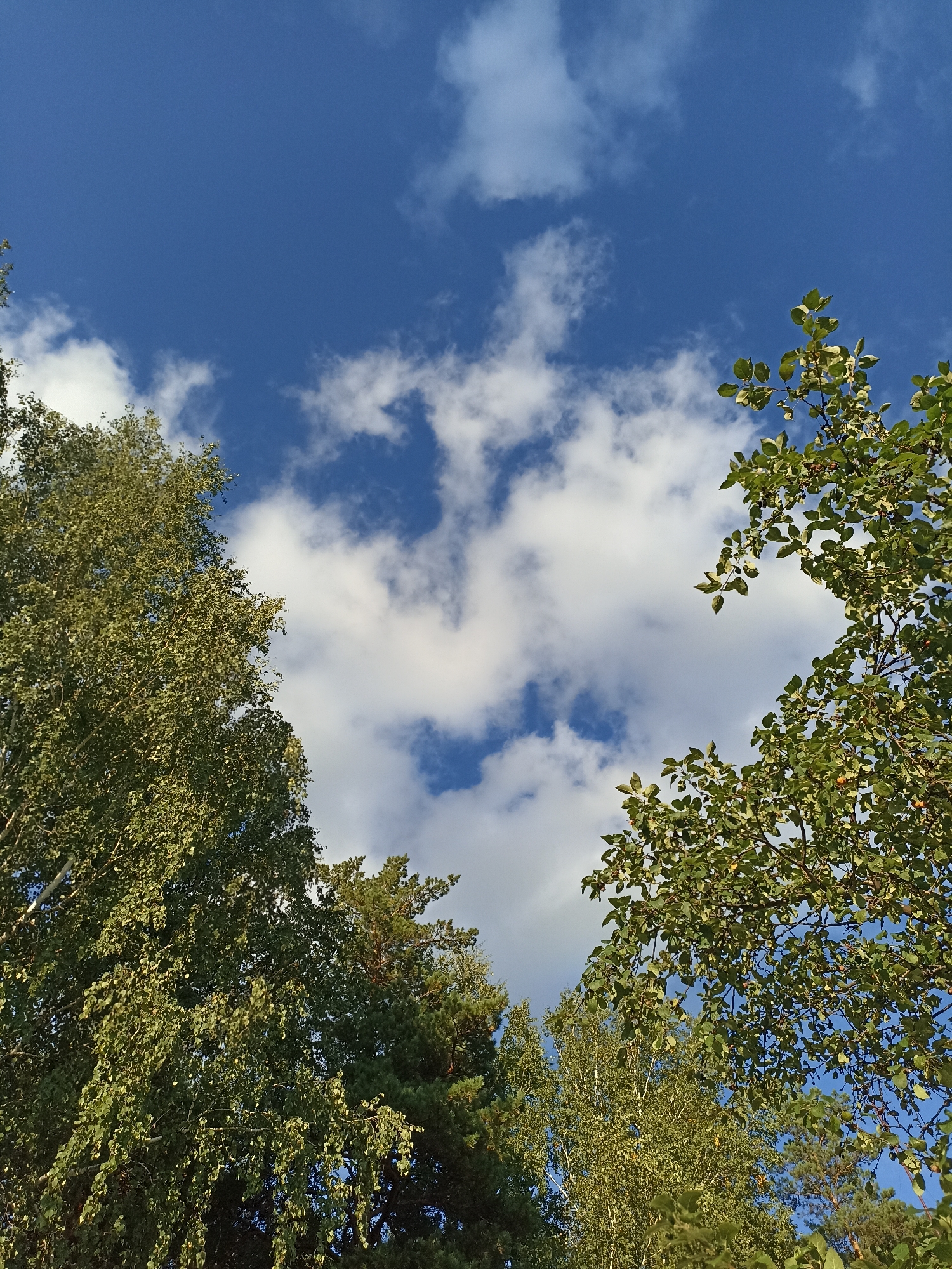 The image shows a view looking upwards at a blue sky with scattered white clouds, framed by the green foliage of trees. On the left, the upper branches of a large deciduous tree with light green leaves fill a significant portion of the frame. On the right, the branches of another tree with darker green leaves and small reddish fruits are visible. In the lower center, the dark green needles of a coniferous tree are interspersed with the leaves of other trees. The scene is outdoors, likely in a natural setting within the city of Mochische, Russia. There are no people or animals visible in the image. The lighting suggests it is daytime, possibly late afternoon given the warm tones on some of the foliage.