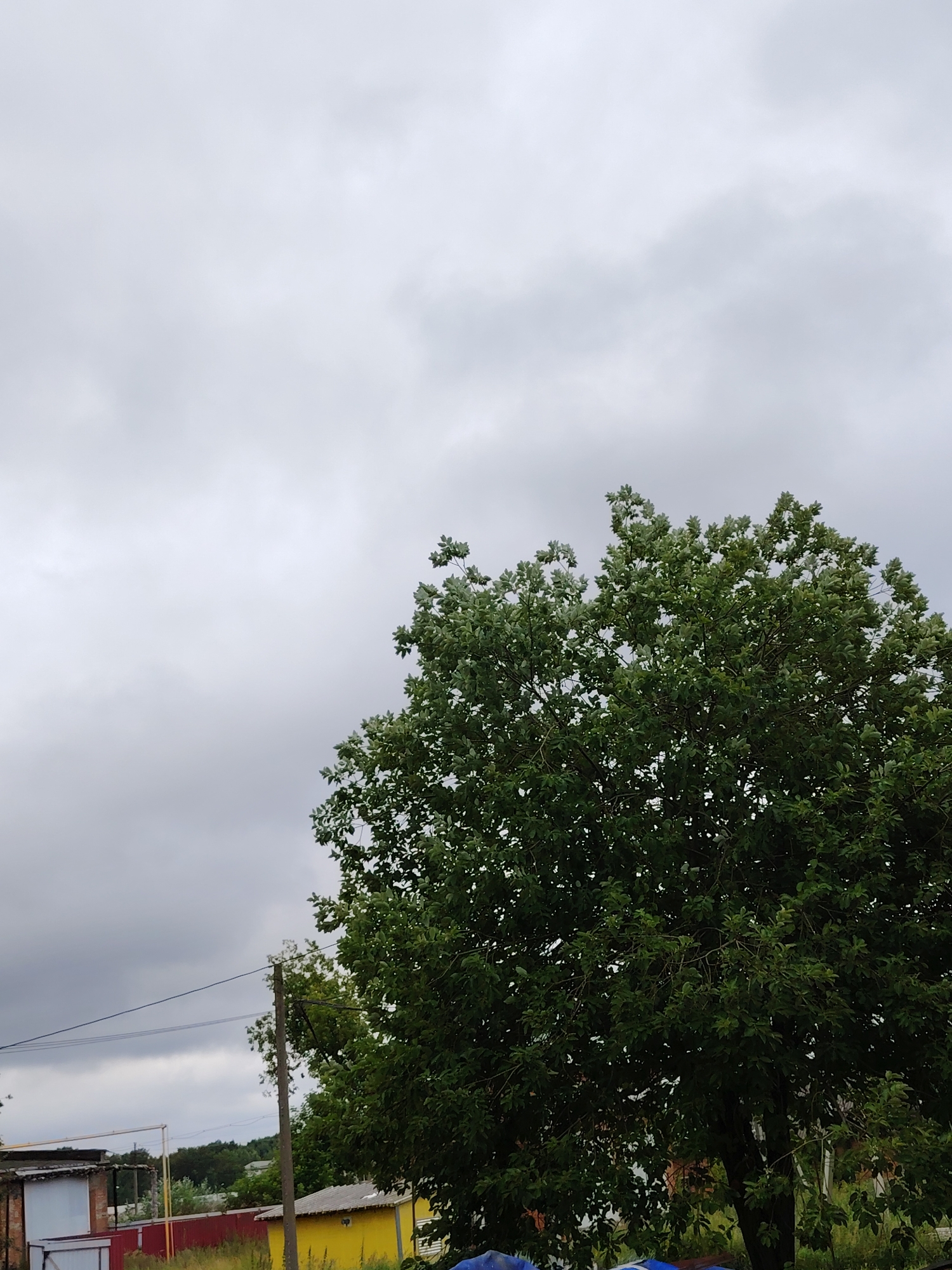 The image captures an overcast sky with a large green tree dominating the right side of the frame. In the lower left corner, a cluster of low-rise buildings with red and yellow accents is visible, along with utility poles and wires. The scene appears to be in a rural or suburban area, possibly on the outskirts of Часцы, Russia, given the building styles and vegetation. There are no people or active events depicted.