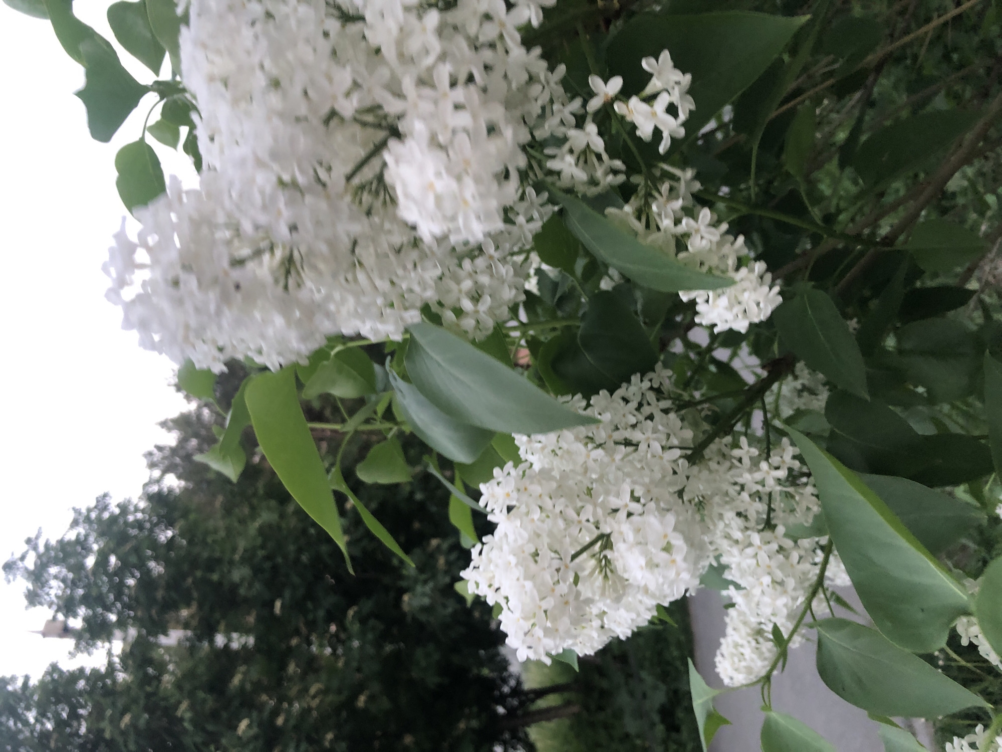 The image displays a close-up view of white flowers and green leaves, likely belonging to a lilac plant. The scene is oriented such that a bright, diffused white area, consistent with an overcast or cloudy daytime sky, occupies the left side of the frame. Darker green foliage and a muted ground surface are visible on the right.
In the foreground, multiple clusters of small, white, four-petaled flowers are prominent, varying in density and size across the image. These flower clusters are interspersed with vibrant green, ovate leaves and some visible branches. The background foliage, seen on the right and extending towards the bottom-center, appears blurred and dark green, indicating other trees or bushes. A gray, indistinct area in the mid-right likely represents a path or ground surface.
There is no discernible activity or visible text. The image captures an outdoor natural setting, characteristic of spring or early summer blooms.
