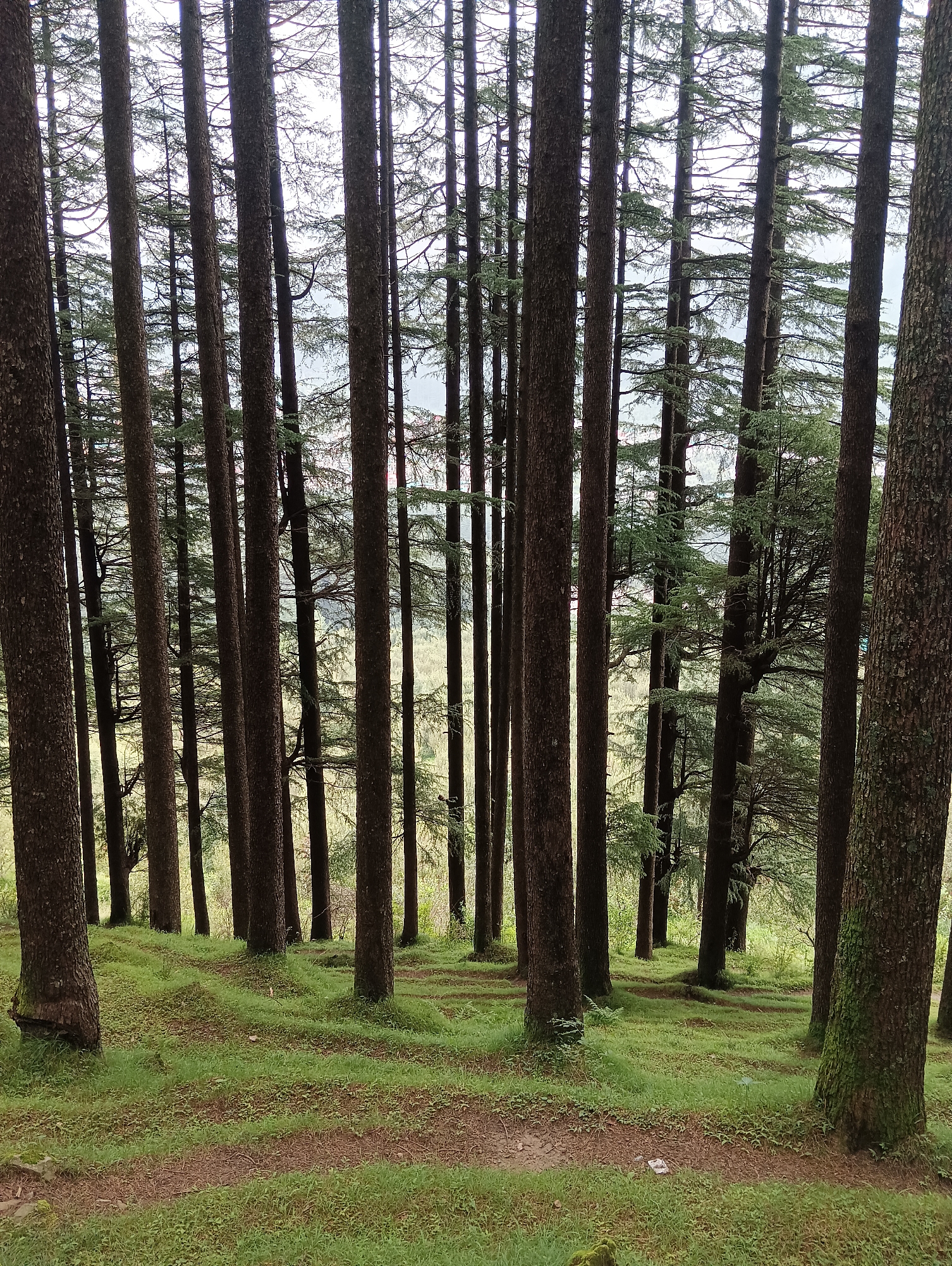 This image shows a forest in Chhyal, India. The forest is composed of tall, thin trees with dark bark. The ground is covered in lush green grass and patches of dirt. The sky is overcast, creating a soft, diffused light. There are no people or animals visible in the image. The scene appears peaceful and serene, with the trees forming a natural canopy overhead. The overall impression is one of natural beauty and tranquility.