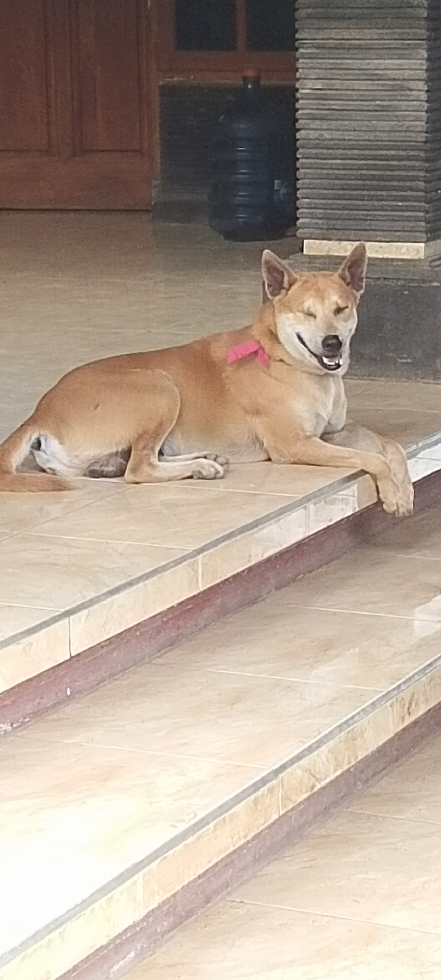 A light brown dog with pointed ears lies on tiled steps in front of a building. The dog is wearing a pink ribbon around its neck. The dog's eyes are closed, and its mouth is open in what appears to be a smile. In the background, there is a large dark blue water jug and a wooden door. The setting appears to be a residential area in Pekutatan, Indonesia, possibly a porch or entrance. The tiled steps lead upwards, and a dark stone pillar is visible to the right of the dog.
