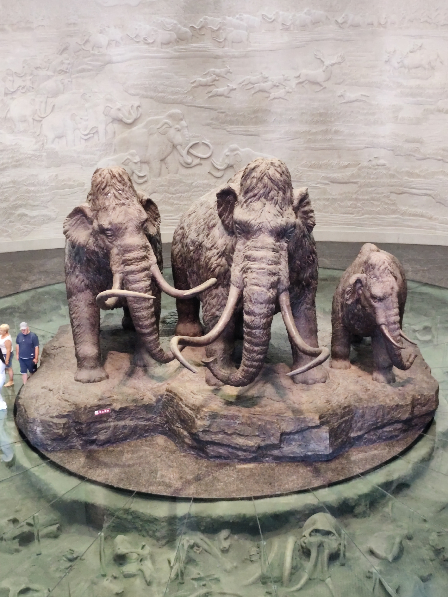The image shows a museum exhibit featuring three life-sized mammoth sculptures in the foreground, posed on a rocky platform. The largest mammoth is in the center, with two smaller mammoths to its left and right. Behind the sculptures is a large bas-relief carving depicting a prehistoric scene with more mammoths and other animals. In the lower portion of the image, through a glass floor, are visible mammoth fossils arranged as if excavated. Two visitors are standing to the left of the exhibit, observing the display. This scene is located in the Longfeng District, China, likely at the Longfeng District Mammoth Museum.