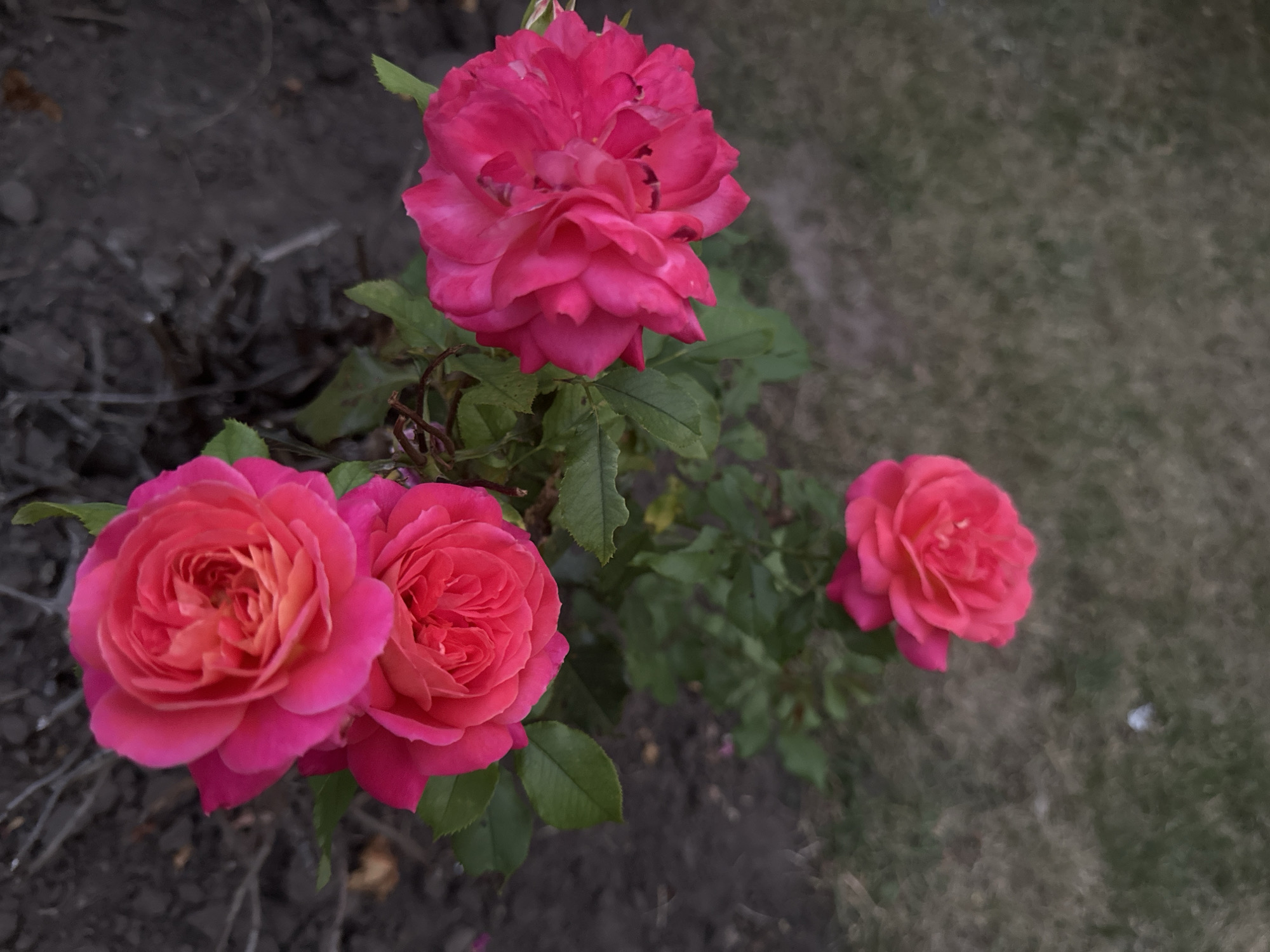 A close-up, high-angle shot showcases a cluster of vibrant pink roses blooming against a blurred background of dark soil and muted green grass. The roses are the focal point, with detailed petals in varying stages of bloom. Two roses are prominent in the foreground, side by side, their petals a rich fuchsia with hints of peach and orange at their centers. Behind them, a larger, more open rose displays a complex arrangement of ruffled petals in a deep magenta hue. To the right, a single, smaller rose, also fuchsia, stands slightly apart. The surrounding environment suggests an outdoor garden setting, possibly in Kyiv, Ukraine, characterized by naturalistic landscaping. No people or specific urban landmarks are visible, focusing solely on the floral arrangement and its immediate surroundings.