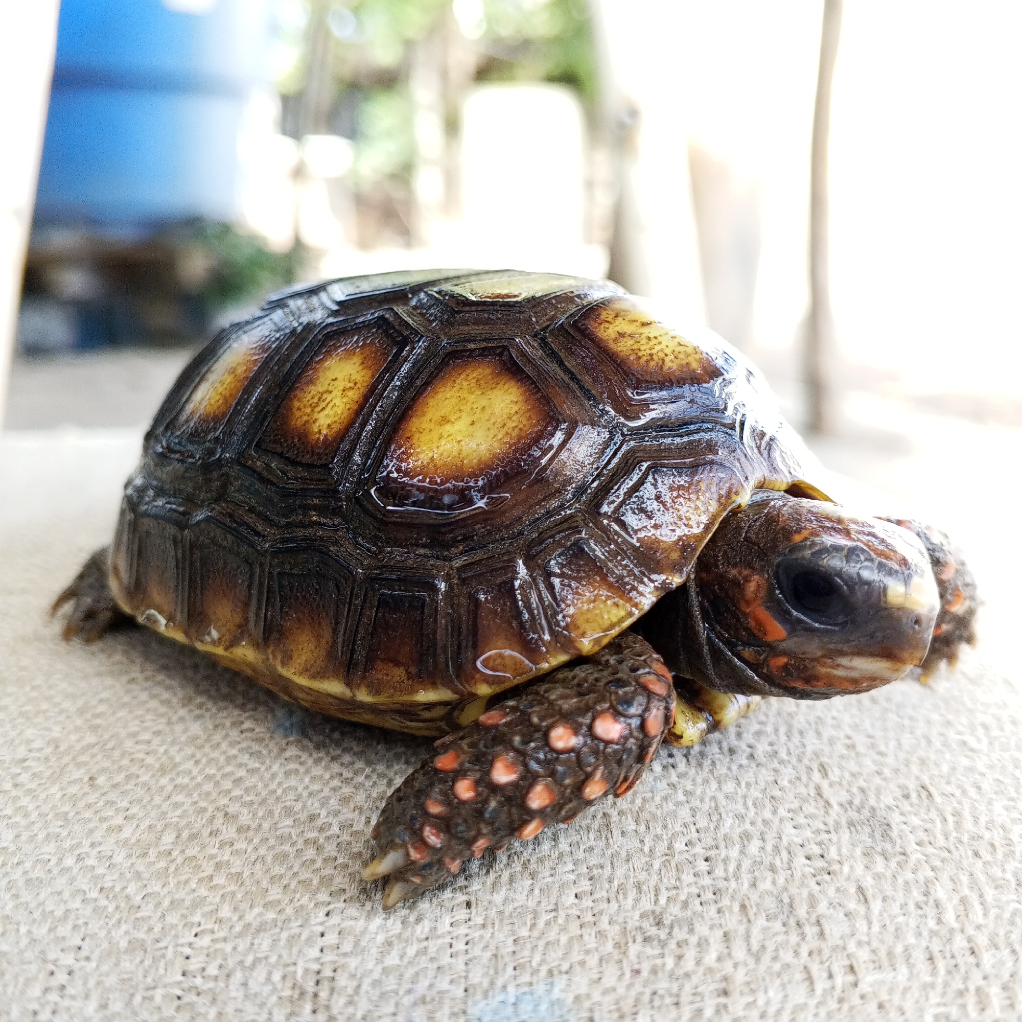 A Red-Footed Tortoise sits on a burlap surface in a brightly lit outdoor environment. The tortoise's carapace has dark brown scutes with yellow-orange centers. Its skin is dark gray, with red and orange spots on its legs and head. The background is blurred, but there are hints of greenery and building structures. The location is unknown.