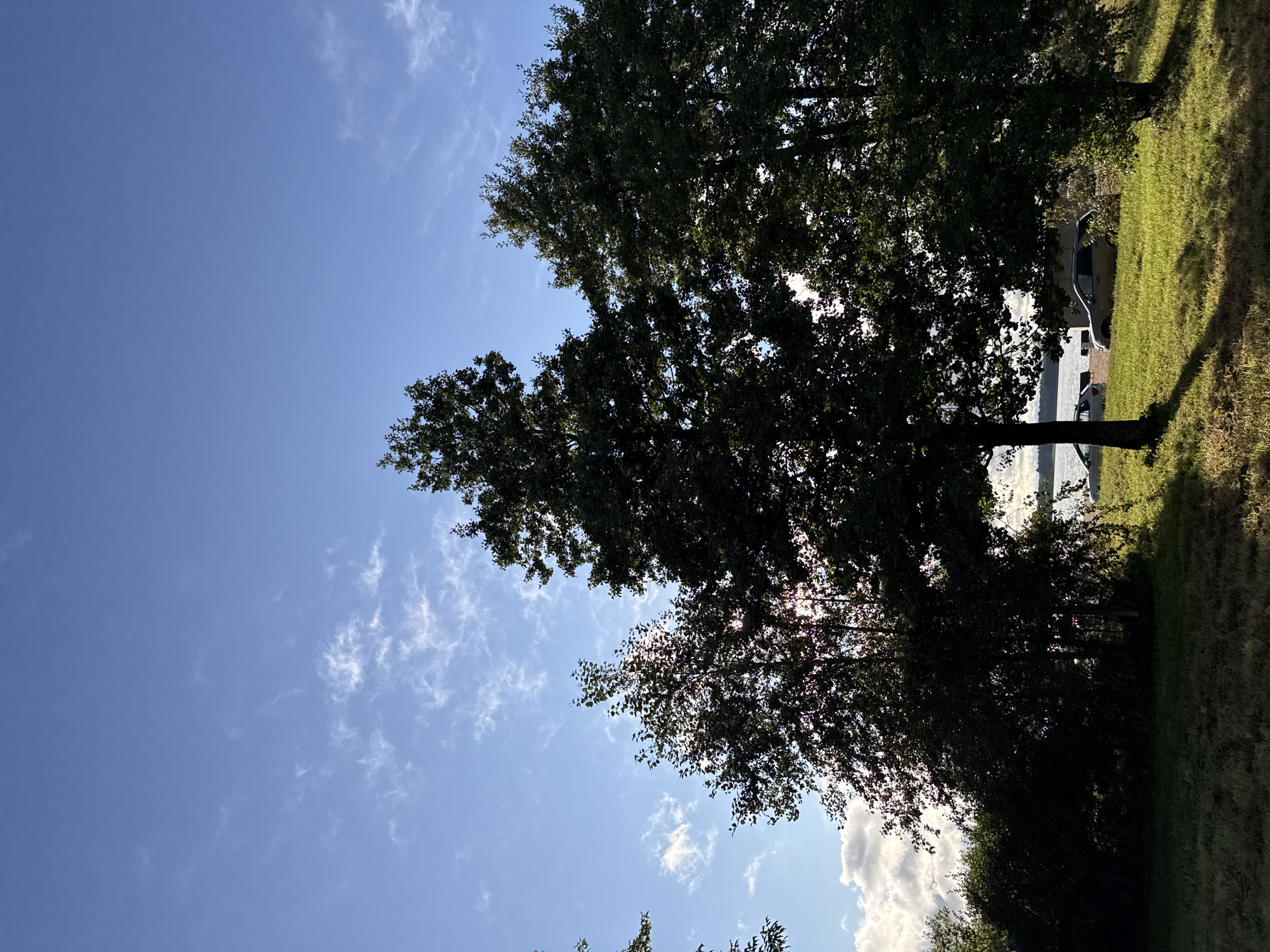 The image captures a serene natural scene under a bright blue sky with scattered wispy clouds. In the foreground, silhouetted trees dominate the frame, with sunlight filtering through their leaves. To the right, a larger tree stands prominently, its dark foliage contrasting with the sunlit grass and a body of water in the background. Two vehicles are partially visible parked on the grass near the water's edge. The environment appears to be a park or a recreational area, suggesting an outdoor setting. There are no people visible in the image. The lighting suggests it is daytime, possibly late afternoon, given the long shadows cast by the trees. The location is not specified in the image or the prompt.
