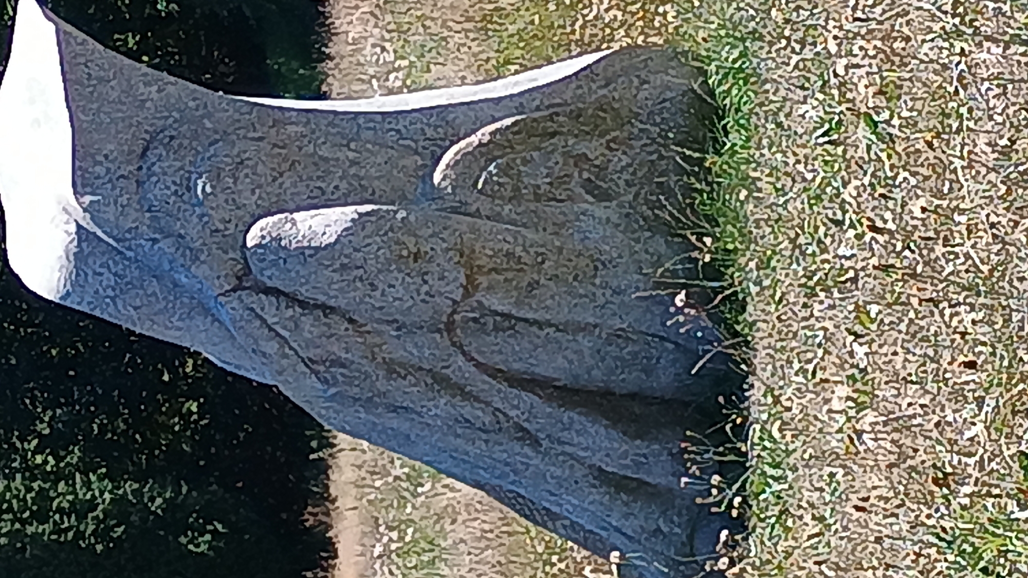 The image shows a large, gray, abstract stone sculpture situated outdoors in a grassy field. The sculpture has a rough, textured surface and is characterized by curved, organic shapes. It appears to be made of a single piece of stone or is seamlessly joined. The foreground and background are filled with dry, brown and green grasses and some small wildflowers. Behind the sculpture, a dark green treeline is visible. The lighting suggests it is daytime, with shadows indicating the sun is at an angle. This sculpture is located in Sokolov, Czechia.