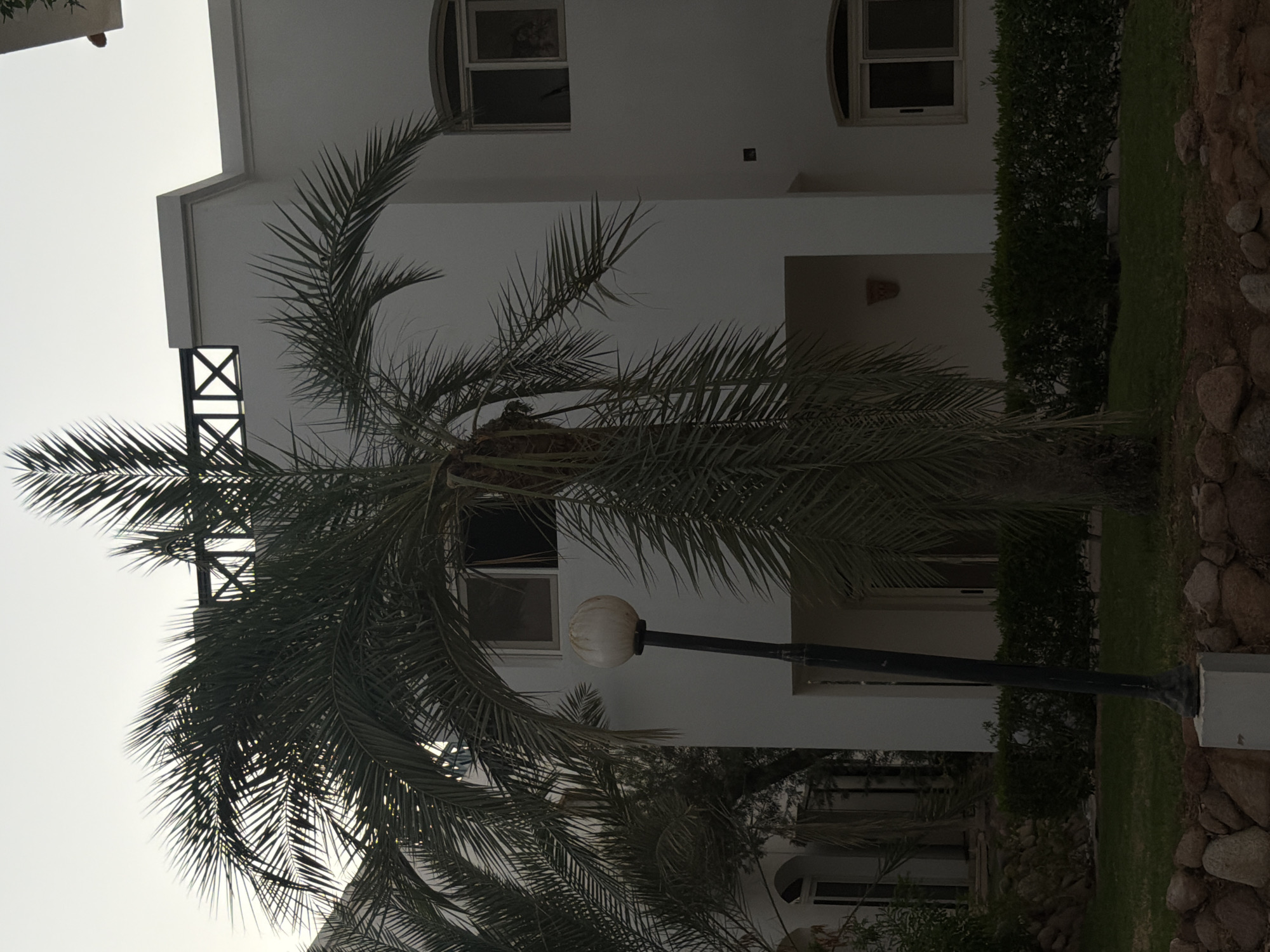 A medium-shot, outdoor, eye-level photograph shows a white multi-story building with a palm tree in the foreground. The building has a modern architectural style with clean white walls and dark-trimmed windows. A decorative black wrought-iron railing adorns the top edge of the building. A street lamp with a white spherical light fixture stands to the left of the palm tree. The palm tree is large and lush, with its fronds arching over the scene. The ground in front of the building is covered with grass and a low, neatly trimmed hedge. A stone wall made of various sized rocks lines the bottom of the frame. The sky above is overcast. The image appears to have been taken in Sharm El Sheikh, Egypt, given the architectural style and vegetation. There are no people visible in the photograph.