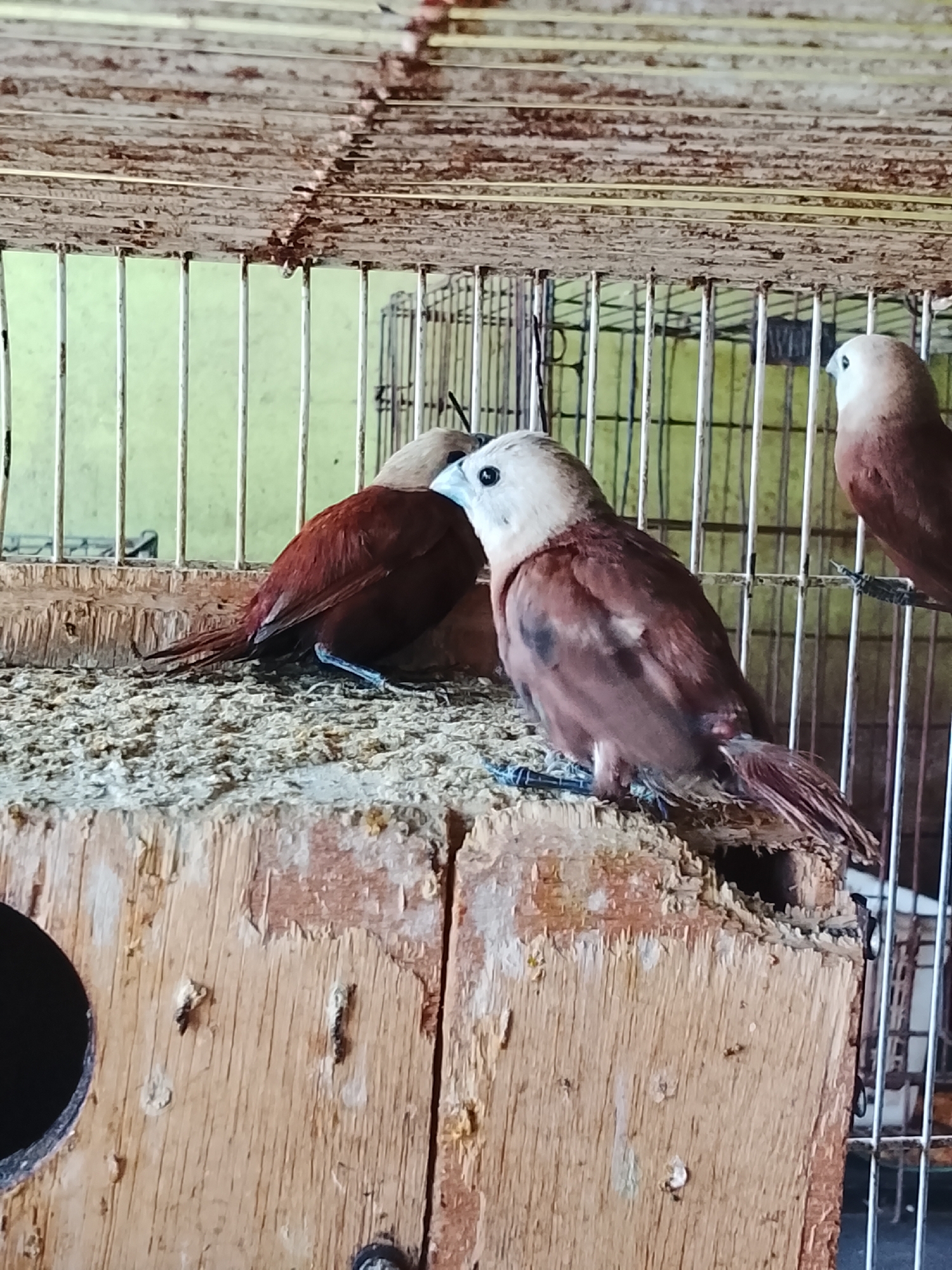The image shows three small birds in a cage, likely at a home or aviary in Kuta Trieng, Indonesia. The birds have brown bodies and light-colored heads. One bird is facing left, another is facing right, and the third is partially visible on the far right of the frame. They are perched on a wooden structure inside the cage, which is made of metal bars and a wooden top. The background is a plain, light green wall. The scene appears to be domestic or a small-scale animal enclosure.