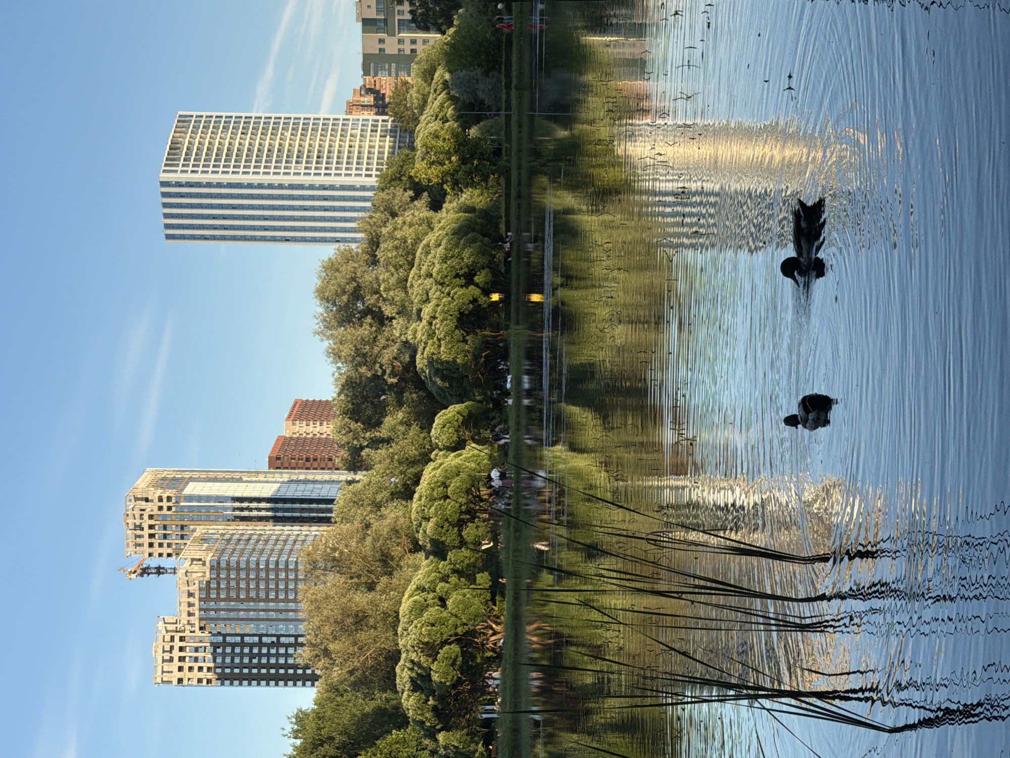 The image depicts a serene lake in a park setting, with a backdrop of modern high-rise buildings. In the foreground, tall reeds emerge from the water, casting reflections on the rippling surface. Two ducks are visible swimming in the lake. The middle ground features a lush green expanse of trees and grass, where several people can be seen gathered and walking. In the background, a cluster of tall apartment buildings, some under construction with visible cranes, dominates the skyline, alongside a completed modern residential tower. The sky is clear and blue, suggesting a pleasant day. The scene is likely located in the city of Khimki, Russia, given the characteristic urban development and parkland often found in the Moscow Oblast region.