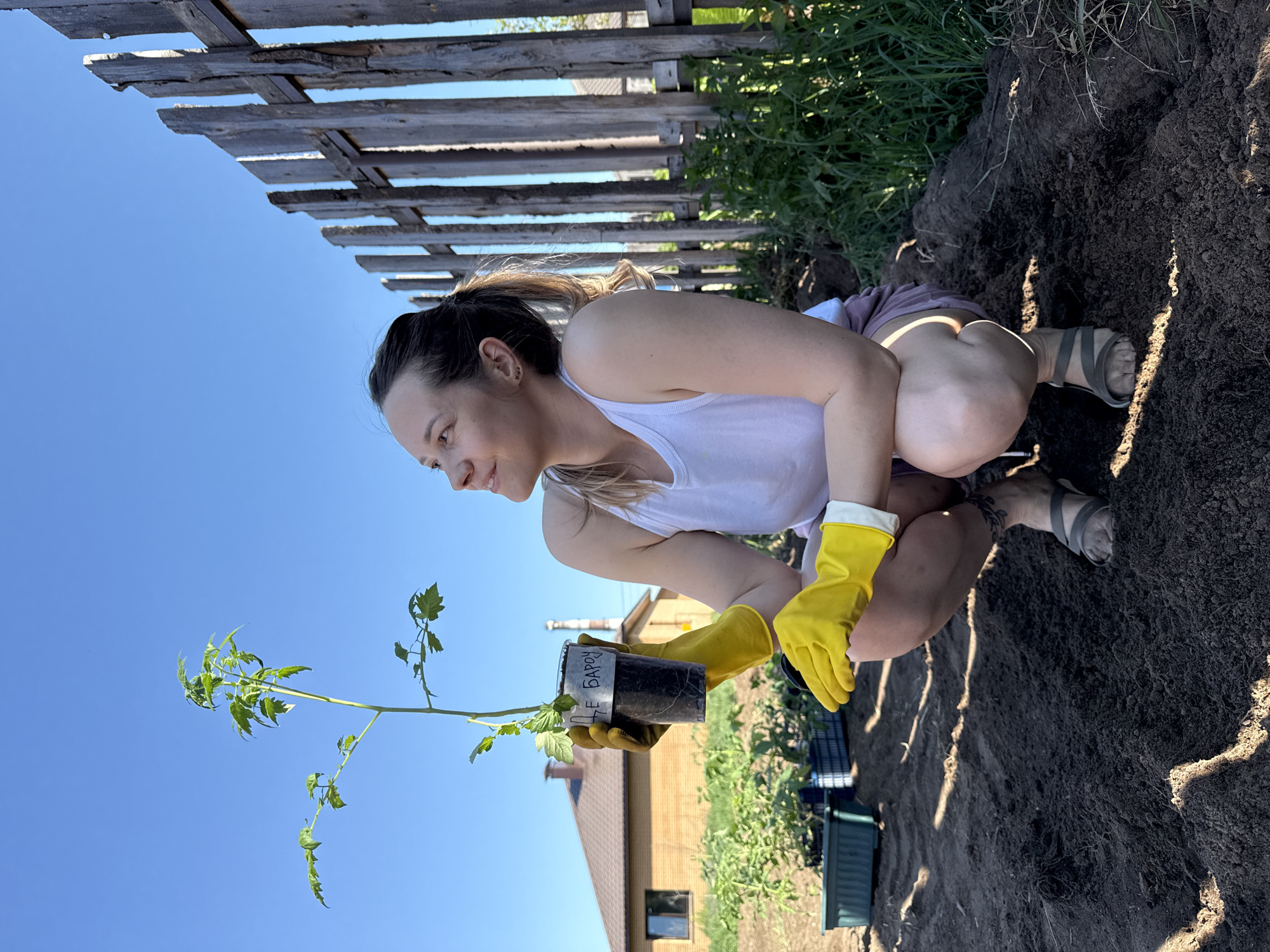 A woman is squatting near a plot of land, likely in a garden, holding a tomato plant seedling in a black container. She is wearing a white tank top, shorts, yellow gardening gloves, and sandals. The seedling is tall and green. The container is labeled with text that appears to read "ЖЕЛЕ БАРСУК," which translates to "IRON BADGER." Behind the woman is a weathered wooden fence, green grass, and the corner of a building with a window. The sky is a clear blue. The picture suggests the setting is in or near Chaikovsky, Russia, based on the Cyrillic text.