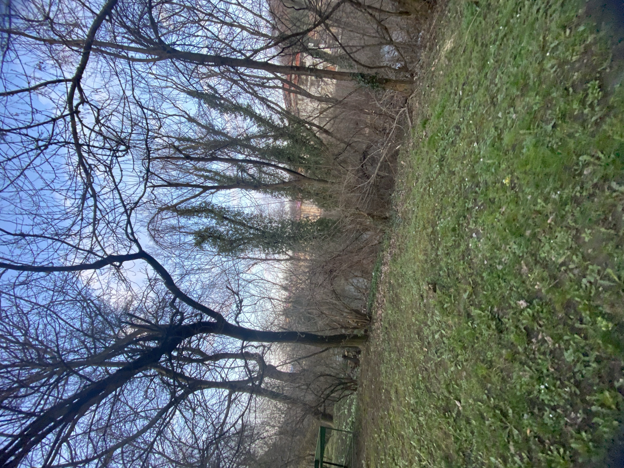 The image depicts an outdoor natural landscape, likely a park or a wooded area, during what appears to be late autumn or winter. The overall scene is characterized by bare trees, green ground cover, and distant architecture.
On the left side of the frame, several large, deciduous trees dominate the view. Their numerous branches, devoid of leaves, extend upwards and intertwine, creating a dense, skeletal canopy against a clear, light blue sky. The branches vary in thickness, with some prominent dark trunks and limbs. A smaller, more distant tree line with some evergreen foliage or ivy-covered trunks can be seen further back, behind the immediate foreground trees.
The right side of the image features a gently sloping grassy area. The grass is a mix of vibrant green and darker, possibly drier, patches, dotted with small, light-colored specks, which could be tiny flowers, fallen debris, or frost. The ground appears uneven with some visible soil.
In the middle ground, spanning horizontally across the image, is a thick line of leafless trees and dense bushes, forming a natural barrier. Beyond this foliage, architectural elements are subtly visible. These appear to be light-colored buildings, possibly a large house or manor, with indistinct details due to the distance and intervening trees. One section of a building shows a reddish-brown roof and lighter walls.
In the lower left corner of the image, partially obscured by the trees and grass, a green park bench is visible, its metal frame indicating a public or semi-public setting.
The time of day appears to be daytime, with bright, diffused light suggesting either early morning or late afternoon, under a clear sky with minimal cloud cover. There is no specific activity taking place; the image captures a serene, static moment in nature. No text is visible in the image.