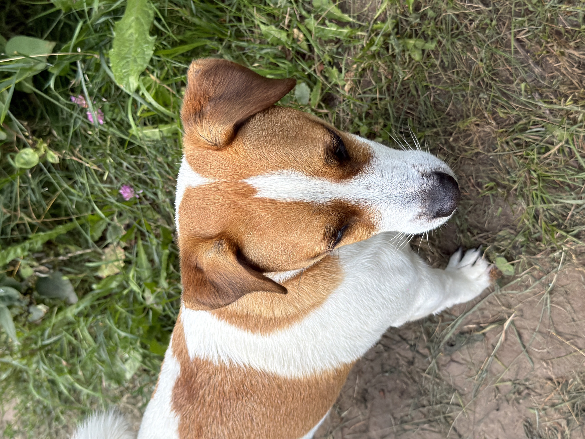 The image shows a Jack Russell Terrier dog from a high-angle perspective, standing on a patch of dirt and grass. The dog has brown and white markings on its fur. Its head is lowered, and it appears to be looking down. The background consists of green grass and some small pink flowers. There are no people or any other discernible objects in the image. The setting does not provide any specific indicators of its location within the city of Sylva, Russia.