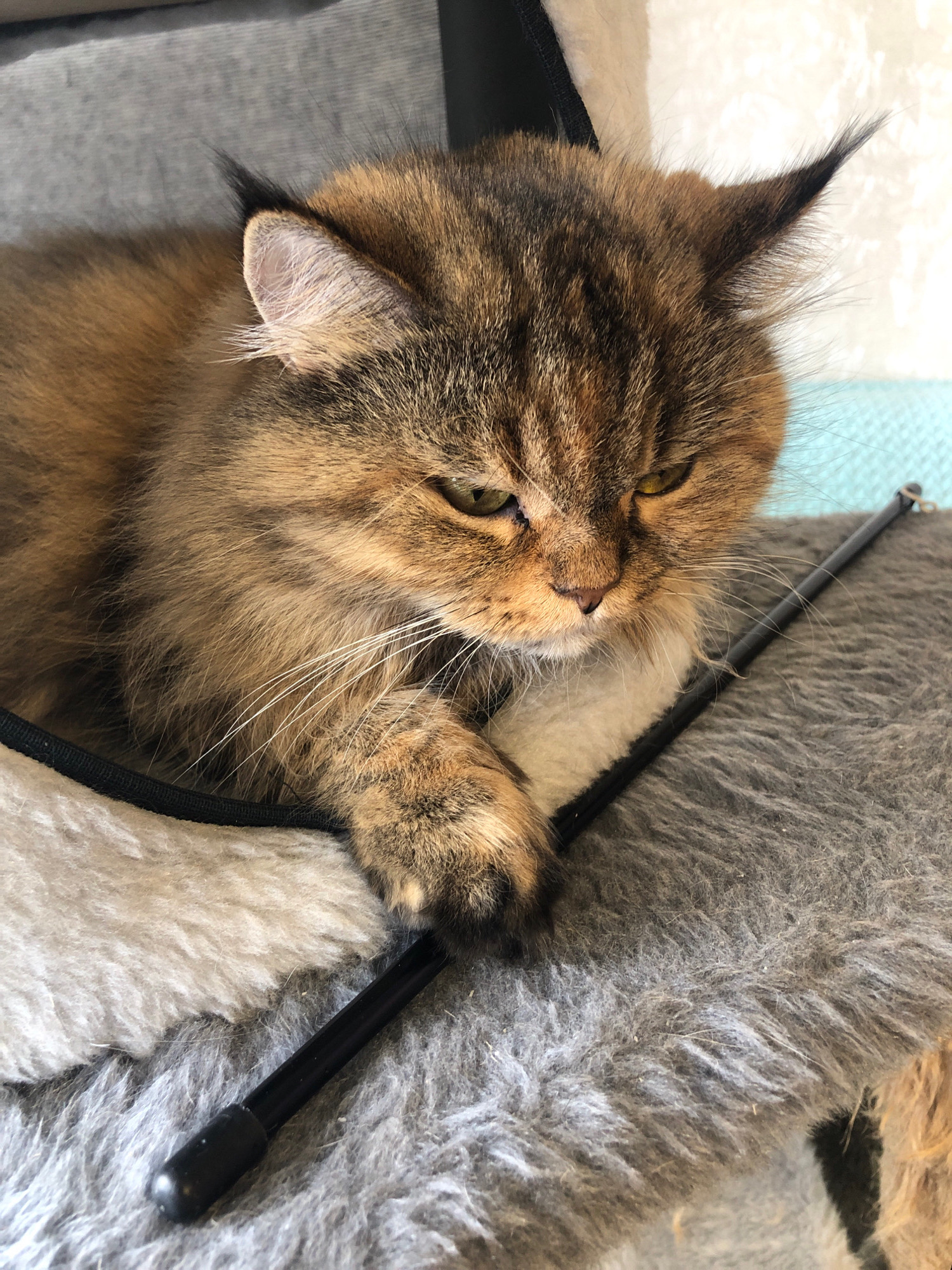 A close-up, eye-level shot shows a long-haired tabby cat lying on a multi-textured surface, possibly a pet bed. The cat's fur is a mix of brown, black, and golden hues, with prominent white whiskers. Its green eyes are partially closed, giving it a somewhat grumpy or sleepy expression. The cat's left paw rests on a black rod-shaped object that is angled across the frame. The background is out of focus, with hints of a gray upholstered surface and a light blue element. The scene is likely indoors, within a residential setting in Vsevolozhsk, Russia, given the context of the prompt. No people are visible in the image.