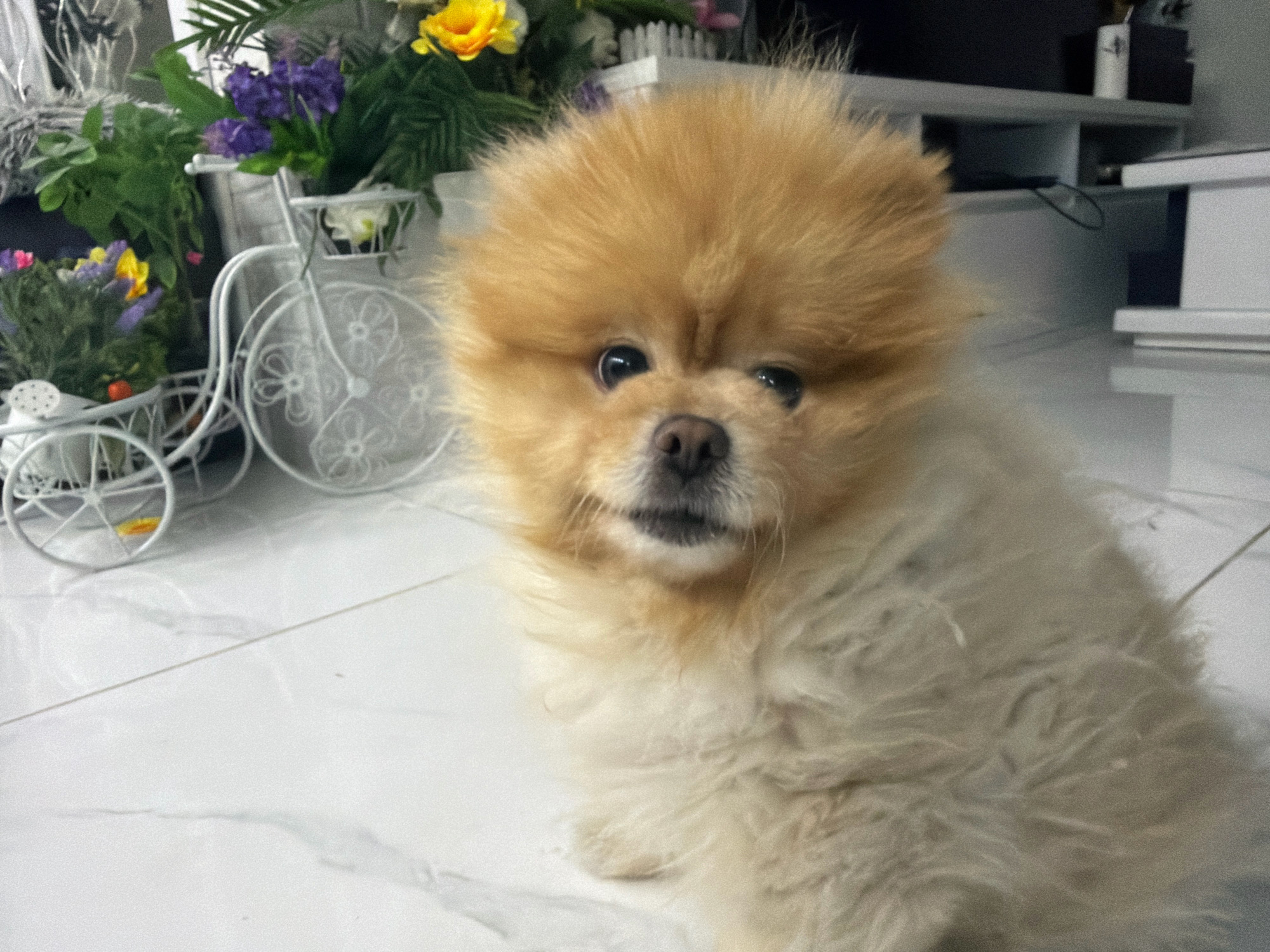 The image shows a Pomeranian dog sitting on a white marble floor. The dog is light brown and fluffy, with large, dark eyes and a black nose. In the background, there are several objects, including a white decorative bicycle with wheels and a basket, which appears to be holding flowers and plants. There are also shelves in the background with various items on them. The overall setting appears to be indoors, likely a home or studio. There are no people or any discernible information that would suggest a specific location in Tbilisi, Georgia.