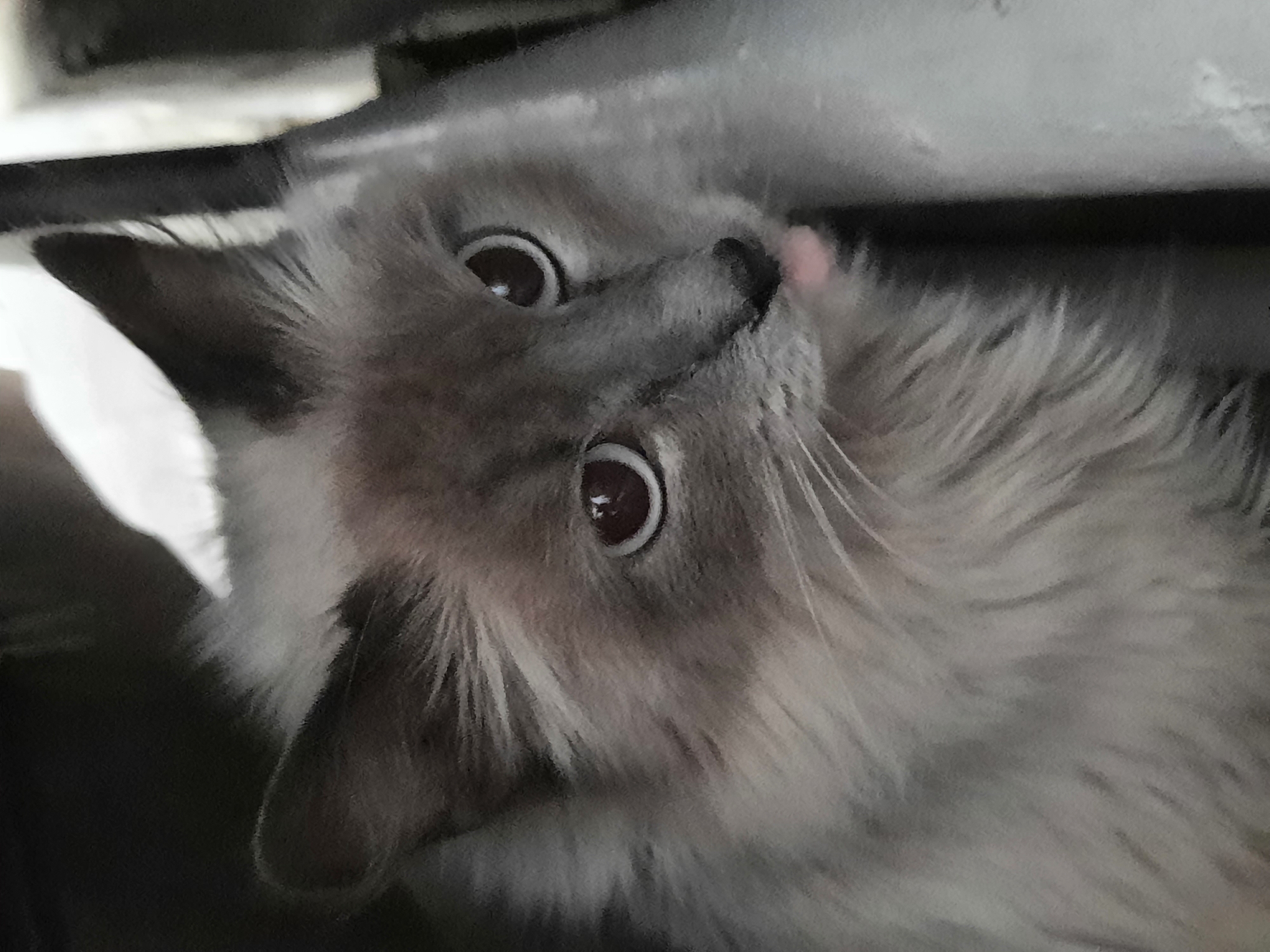 A fluffy cat with light grey and white fur is captured in a close-up, looking upwards with wide, dark, round eyes. Its head is tilted, and a small pink tongue is visible, slightly extended from its mouth. The cat's long, soft fur surrounds its face and chest. The background is dark and blurry, suggesting an indoor setting, possibly beneath furniture or a shelf. The overall lighting appears dim. The cat's expression conveys curiosity or playfulness. No discernible text is present in the image. The scene is located in Krasnogorskoye, Russia.