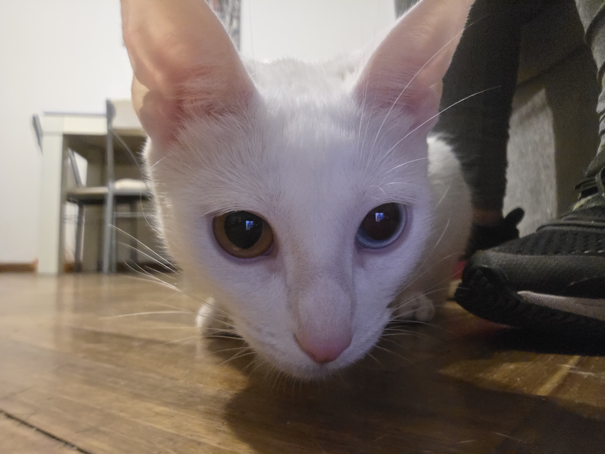 The image depicts a white domestic feline, identifiable by its pointed ears and slender facial structure, positioned low to the ground and facing directly forward. The cat exhibits heterochromia, with its left eye (viewer's left) being amber/brown and its right eye (viewer's right) blue. Its nose is pink, and long white whiskers extend laterally from its muzzle. The cat's head occupies the central foreground of the frame.
The environment is an indoor setting with a polished, reddish-brown wooden floor that displays visible plank seams. In the blurred background to the left, a light-colored rectangular table and a chair with a metallic frame are discernible. To the right, a human leg, clad in dark grey or black fabric, and a dark athletic shoe with minimal white detailing are partially visible. The upper background features plain white or light-colored walls. Artificial lighting appears to illuminate the scene, casting subtle reflections, particularly in the cat's eyes. The specific location within Buenos Aires, Argentina, cannot be determined from the visual evidence, but the scene is consistent with a domestic interior.