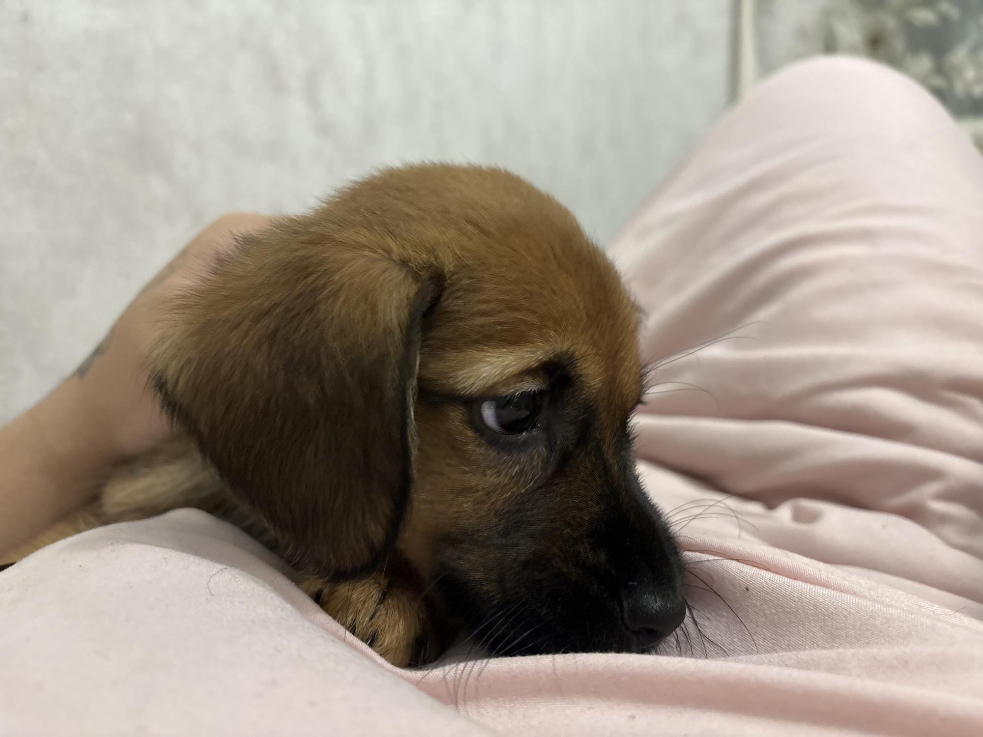 A close-up, horizontal portrait features a small, light brown and black puppy resting comfortably on what appears to be a person's lap or chest. The puppy has soft, short brown fur, with a darker brown-black muzzle, nose, and markings around its visible right eye. Its floppy ears are a solid brown. The puppy's gaze is directed slightly to the right, showing a gentle, perhaps contemplative or curious expression.
A person's light-skinned arm or hand is partially visible on the left side of the frame, positioned near the puppy's back, suggesting they are holding or supporting it. The puppy is nestled on a soft, light pink fabric, which shows subtle folds and creases, indicating it could be clothing or a blanket. The background is softly blurred, revealing a light-colored, possibly textured wall or surface, suggesting an indoor setting. The lighting is soft and even, contributing to a calm and intimate atmosphere. No text is visible in the image. The overall scene conveys a sense of peace, comfort, and tenderness.