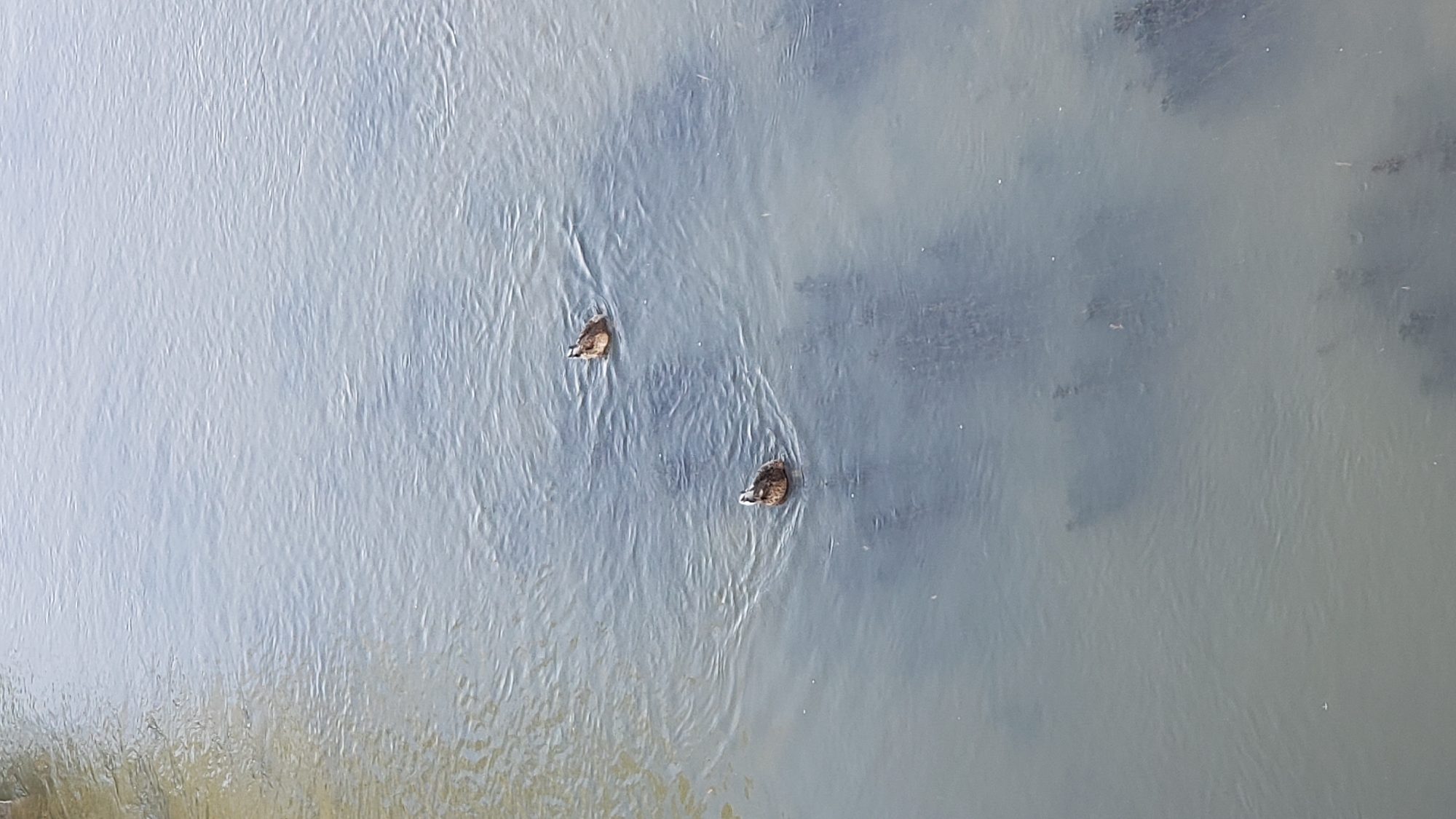Two ducks are swimming in a body of water. The water is calm with ripples on the surface, and some dark, submerged vegetation is visible. The lighting suggests it is daytime. The image does not contain any recognizable landmarks or features that would indicate a specific location within the city of Prešov, Slovakia.