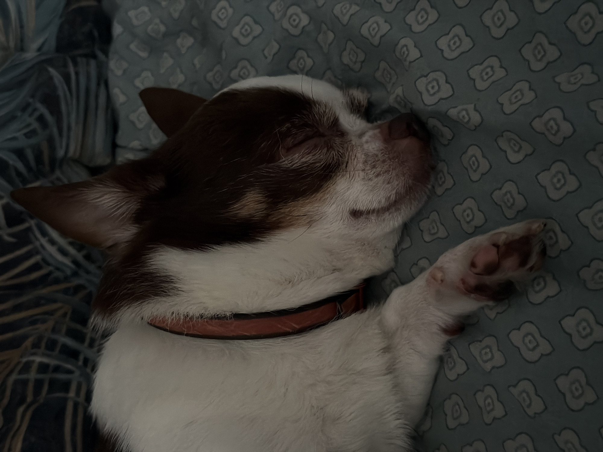 A brown and white Chihuahua dog is sleeping on a blue patterned fabric. The dog is wearing a red collar. The background appears to be a bed. There is no indication of the location being Moscow, Russia.