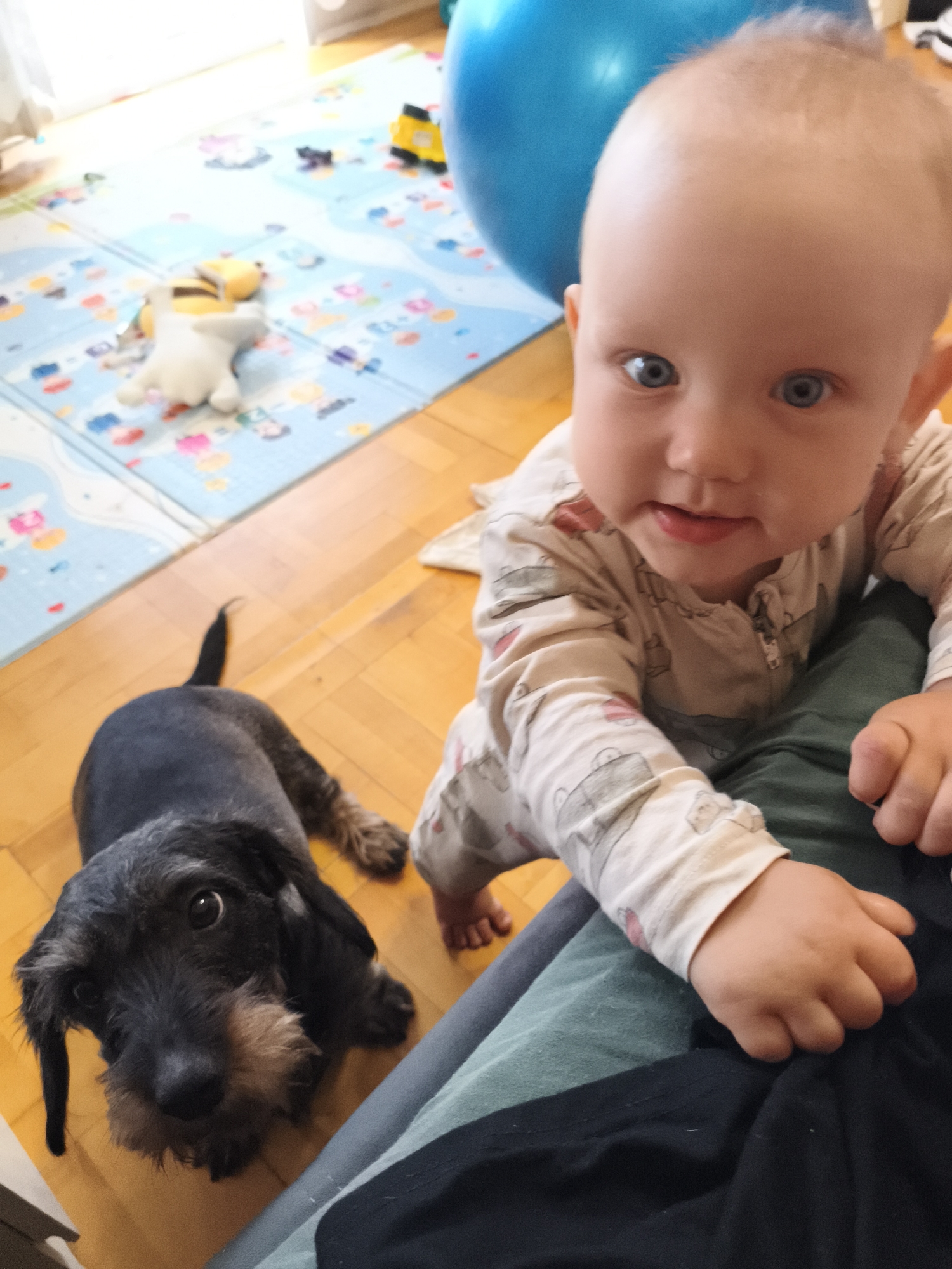 A close-up, high-angle shot captures a baby and a wire-haired dachshund on a wooden floor. The baby, with bright blue eyes and fair hair, wears a light-colored onesie with a zipper closure and a print of small animals. The baby's hands are visible, one resting on a dark green fabric, and the other reaching towards the viewer. To the left, the dachshund, a dark-colored wire-haired breed, is positioned close to the camera, looking up with a curious expression. Its fur is textured, and its ears are floppy. The background shows a colorful play mat with various cartoon figures and a large blue exercise ball. The scene appears to be indoors, in a domestic setting.