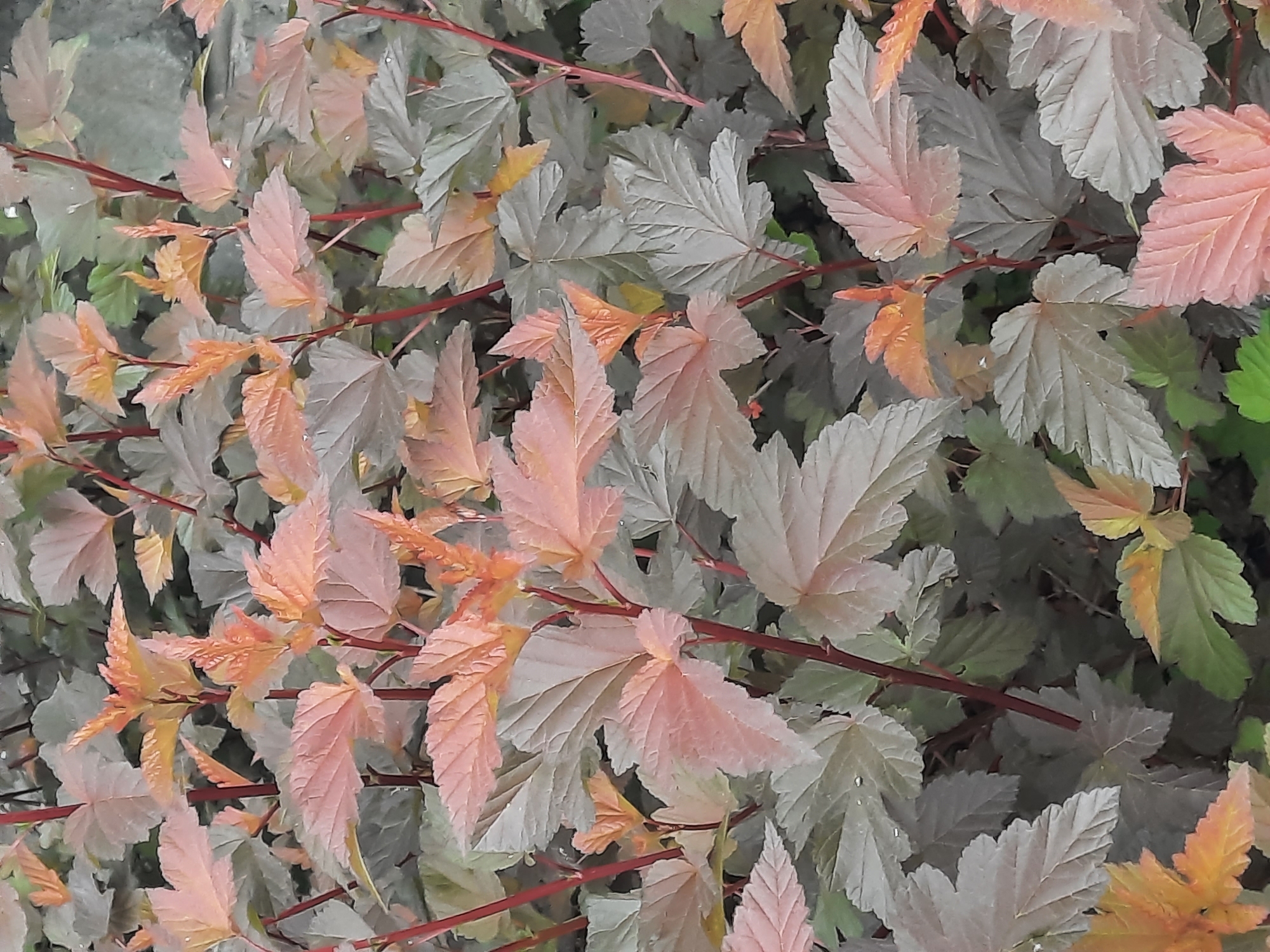 This close-up image showcases the vibrant foliage of a plant, likely a shrub, observed in Sluck, Belarus. The scene is dominated by numerous leaves and slender branches, creating a dense, layered composition.
The leaves exhibit a striking bicoloration. Many are a muted, silvery-green or grey-green, providing a cool contrast to the others which display warm tones of peachy-orange, salmon pink, and golden-yellow. There are also hints of darker green leaves in the background, suggesting depth within the plant's canopy. The leaves feature distinct veins and serrated or lobed edges, characteristic of certain ornamental shrubs like a Ninebark cultivar (e.g., Physocarpus opulifolius).
Thin, reddish-brown branches crisscross through the frame, providing structural support to the colorful leaves. Notable details include small water droplets visible on some leaves, indicating either dew from the morning or recent rainfall. The lighting appears soft and diffused, suggesting an overcast day or a shaded environment, as there are no harsh shadows. No specific activity is depicted, and no text is visible within the image. The photograph captures the unique aesthetic appeal of the plant's diverse leaf coloration.