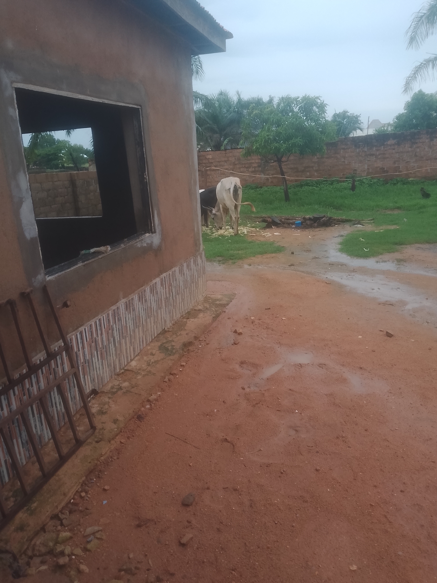 The image shows a rural scene in Jauro Yinu, Nigeria. In the foreground, a dirt path is wet, indicating recent rain. To the left, a building under construction has a rough, earthy colored exterior with a tiled base. A metal grate leans against the wall near a large, dark opening that appears to be a window or doorway. In the middle ground, a white cow with a black patch on its back is eating what appears to be straw. Behind the cow, a low brick wall runs horizontally across the image, with green vegetation and trees visible on the other side. The sky is overcast.
