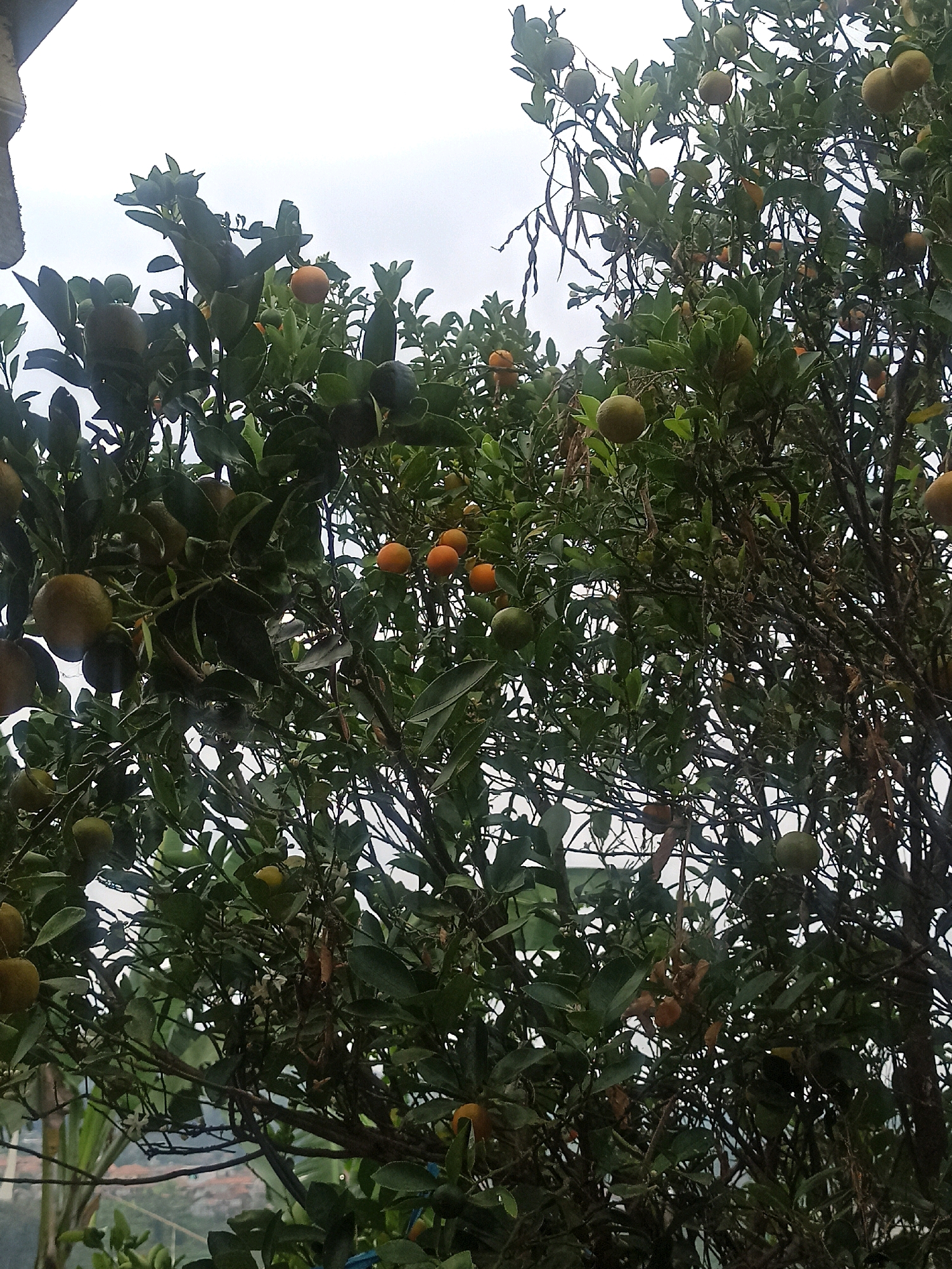 This image shows a close-up view of a tree laden with small, round fruits, likely calamansi or a similar citrus variety, amidst dense green foliage. The fruits vary in color from light green to orange-yellow, indicating different stages of ripeness. Some of the fruits are clustered together, while others hang individually from branches. The tree appears to be growing outdoors, with a bright, overcast sky visible in the background. In the lower left portion of the image, a corner of a building structure with a textured surface, possibly a roof or wall, is visible, suggesting an urban or semi-urban setting. The background also shows glimpses of distant buildings with red roofs and some vegetation, hinting at a residential area within a city. The overall impression is that of a well-established fruit-bearing tree within a populated area. Based on the provided information that the image is from Sumedang, Indonesia, it depicts a common sight in Indonesian backyards or communal spaces, where fruit trees are often cultivated.
