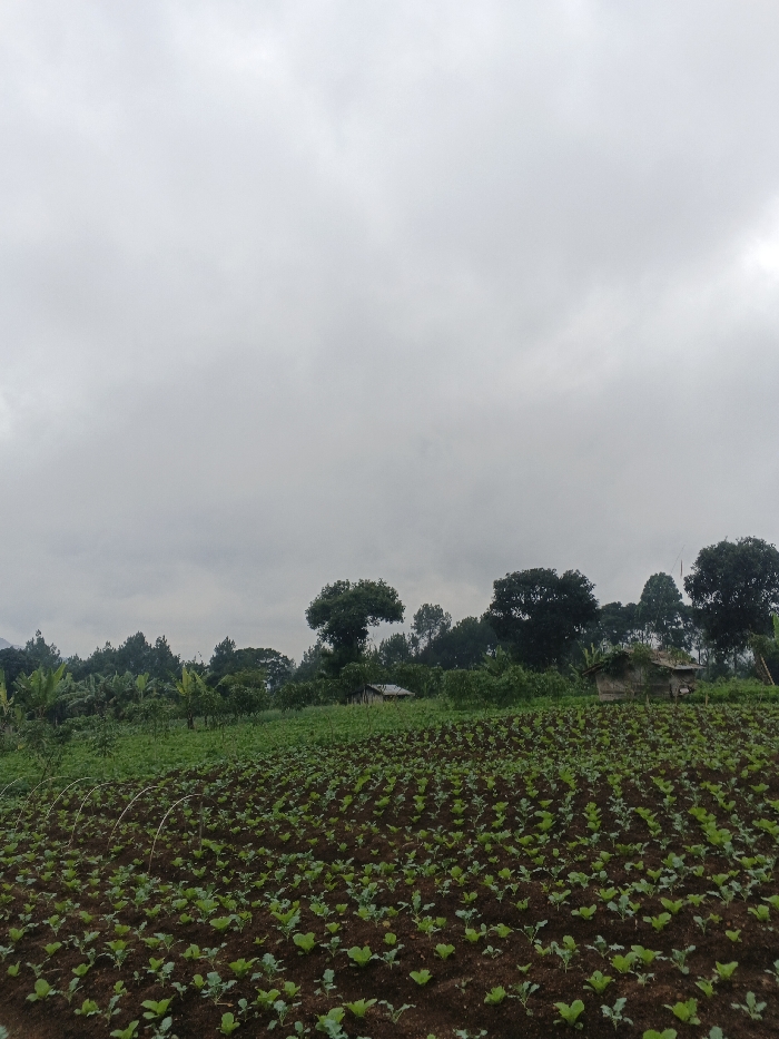 A field of young leafy crops dominates the foreground under a heavy, overcast sky. Beyond the field, a line of trees and shrubs mixes with glimpses of small, simple structures. The vegetation varies from broad-leafed plants to evergreens. The sky occupies a significant portion of the image, contributing to the overall somber and grey tone. The scene suggests a rural or agricultural setting.