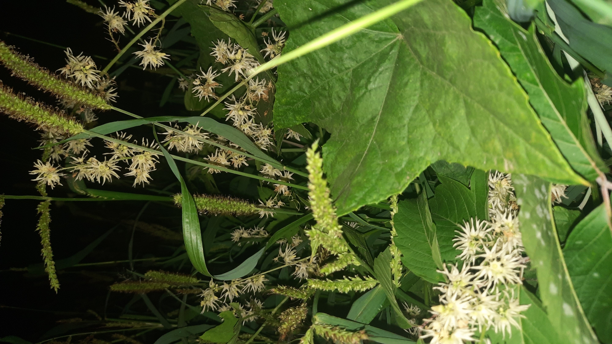The image depicts a close-up view of several plants with green leaves and small, star-shaped white flowers. The lighting suggests it was taken at night or in low-light conditions, with the background appearing dark and out of focus. The foreground features large, textured green leaves and delicate white blossoms with thin petals radiating from a central point. Some of the plants have elongated, spike-like structures that appear to be seed heads or immature flower spikes. The overall scene is natural and focuses on botanical details. There are no people, buildings, or distinct landmarks visible, making it impossible to determine a specific location within the city of Шклоў, Belarus, or any urban context.