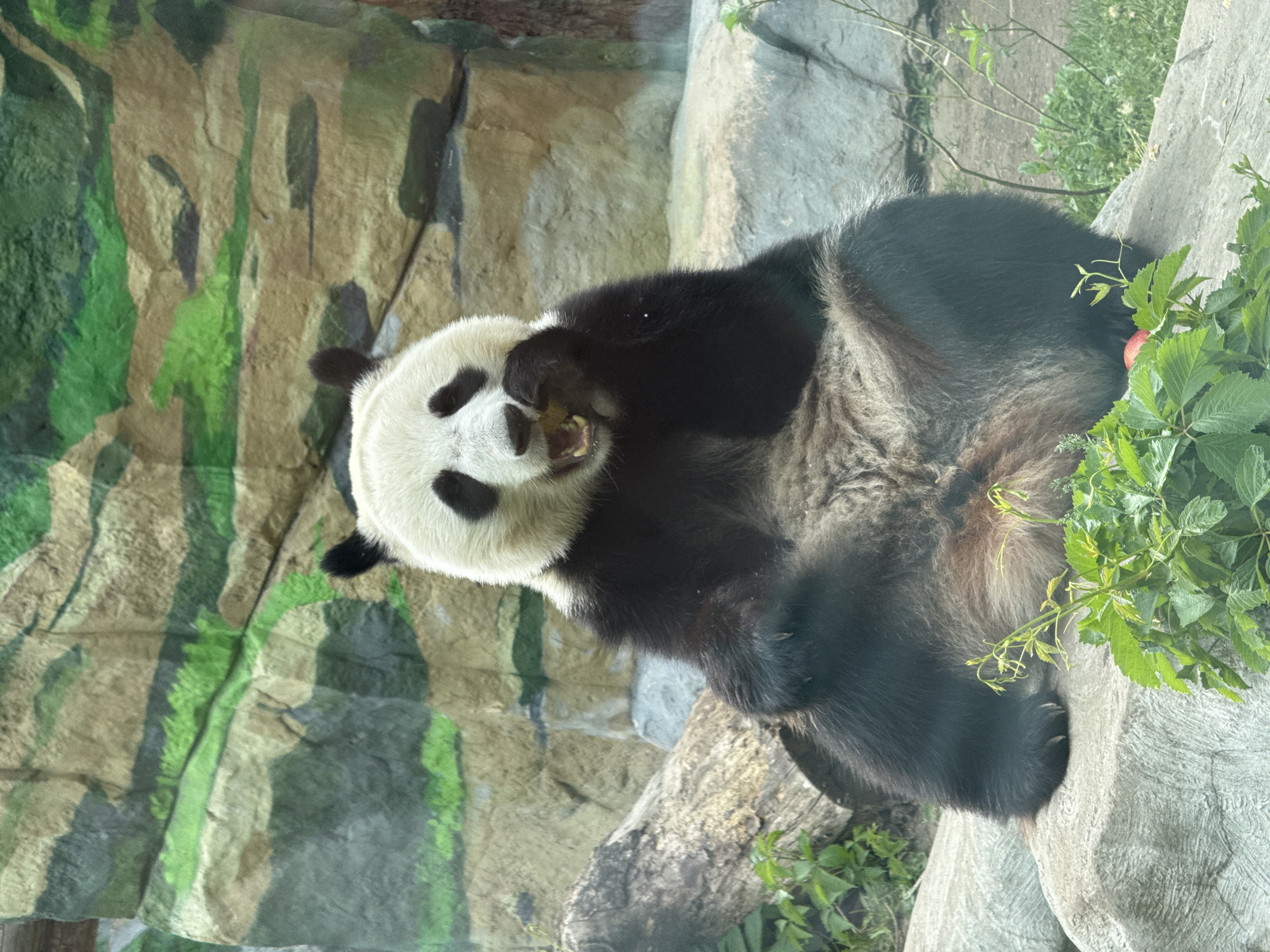 A panda is in the Moscow Zoo, Russia. The panda is laying on its back and eating. The panda has black and white fur. It has round, black eyes and a white face. The panda is holding food in its front paws. The panda is surrounded by greenery and rock. The rock behind the panda is painted with green and brown stripes. A glass enclosure surrounds the panda.