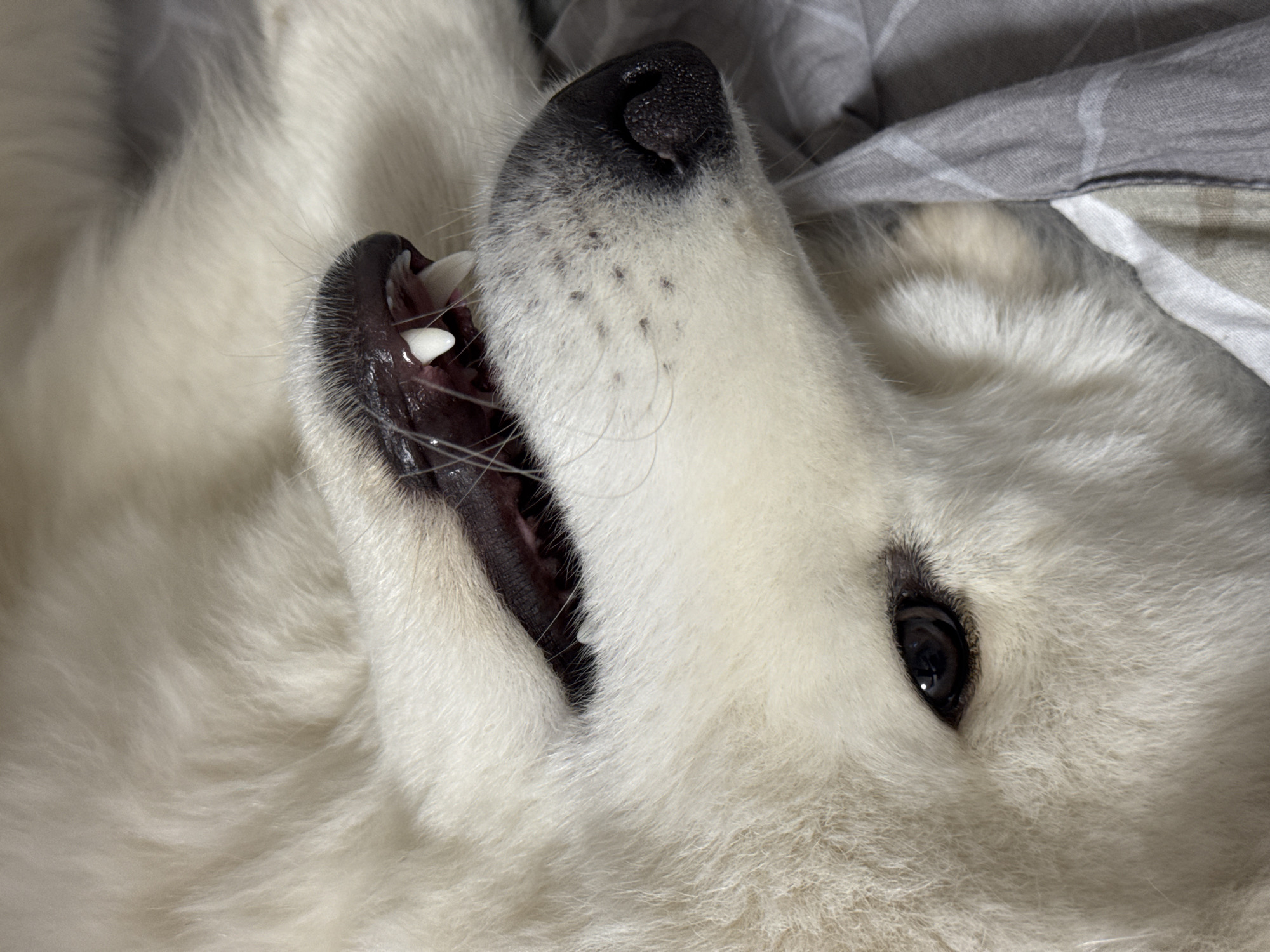 A close-up, Dutch angle shot shows the face of a white dog lying on a gray and white striped blanket. The dog's head is tilted, and its mouth is slightly open, revealing sharp white teeth and a dark pink tongue. Its dark eye is visible, looking upwards. The dog has a black nose with visible pores, and dark spots are scattered across its snout. The dog's fur is long and fluffy. The image provides no information regarding the city of Chaikovsky, Russia, or any other geographical context.
