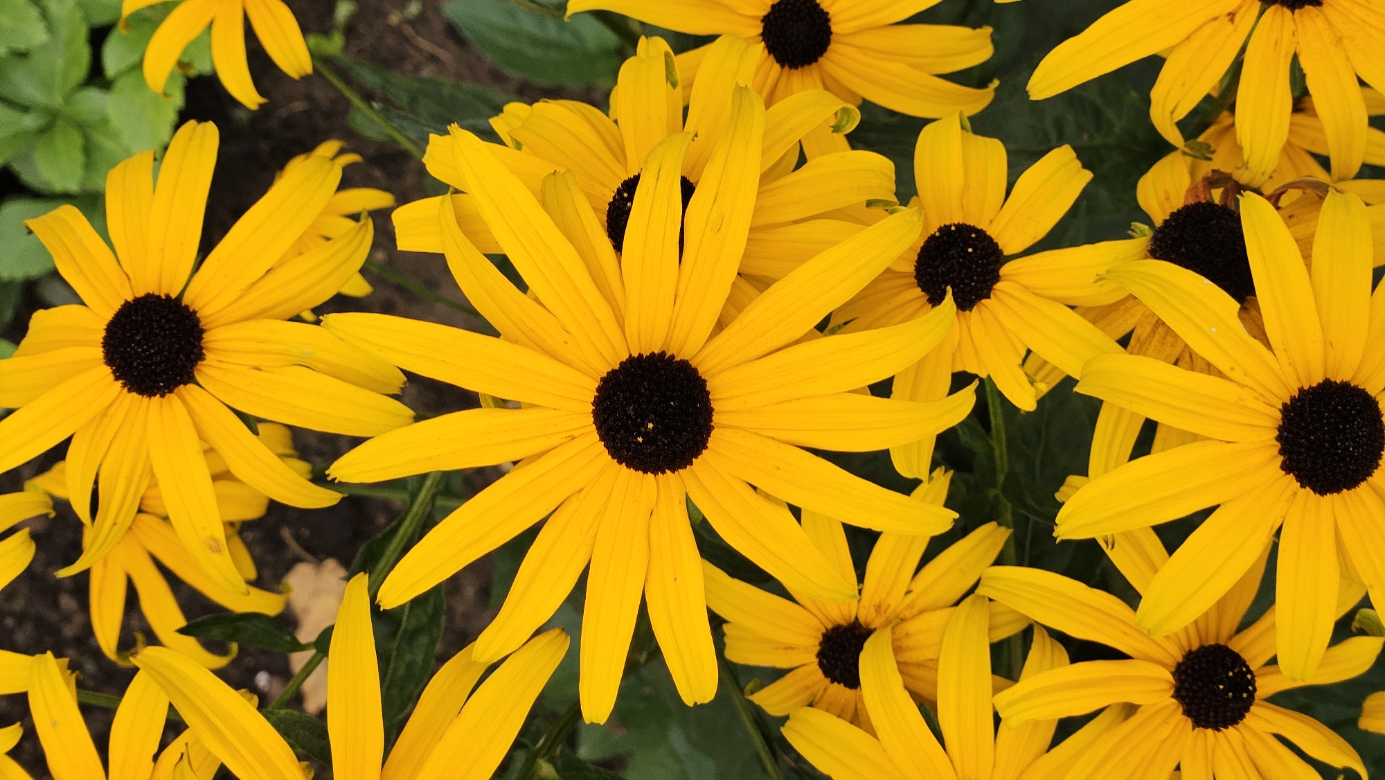 The image shows a close-up, overhead view of a cluster of bright yellow Black-eyed Susans with dark centers. The flowers are in full bloom and fill the frame, with some petals overlapping. The background is a soft blur of green foliage and dark soil. There are no people or any indication of a specific location in the city of Prešov, Slovakia. The scene is purely botanical.