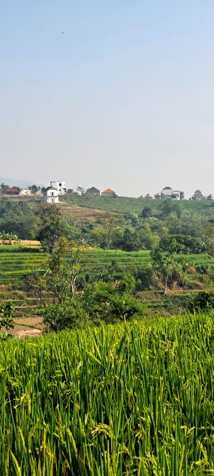 The image depicts a landscape with lush green rice paddies in the foreground. In the mid-ground, terraced hillsides are covered in vegetation, and several houses with white walls and various roof types are visible on the ridge. The background is a hazy sky with a small bird flying. The scene suggests a rural or semi-rural setting, likely in the city of Pandaan, Indonesia, known for its agricultural landscapes and hilly terrain. The lighting indicates it is daytime, possibly morning or afternoon, with soft sunlight illuminating the scene.