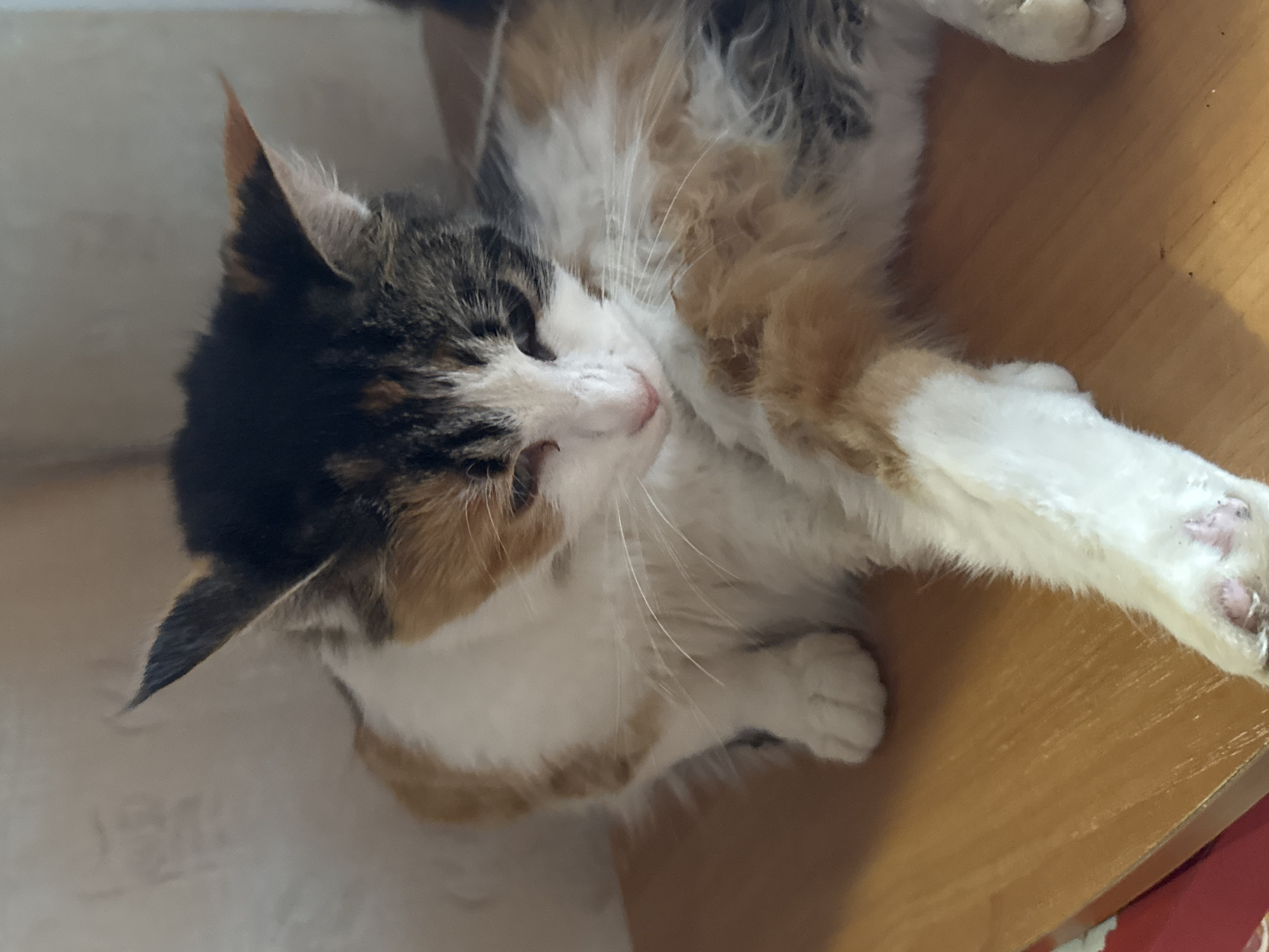 The image shows a calico cat lying on a wooden surface. The cat has patches of white, black, and orange fur. Its eyes are partially closed, and its head is tilted down as if grooming. The background is a textured wall. The image appears to be a close-up of the cat. There is no information about the location in the city of Бородулино, Russia.