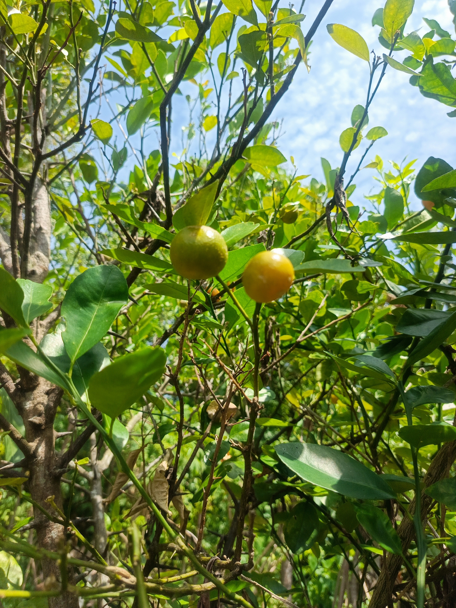 Two small, round citrus fruits, one green and one yellow, hang from branches amidst lush green foliage. The fruits are positioned in the center of the frame, with the green fruit slightly to the left and the yellow fruit to the right. The background reveals a bright blue sky dotted with white clouds. The image appears to have been taken outdoors in a natural setting, possibly a garden or orchard in Meyambanga Timur, Indonesia. The branches and leaves suggest a tree with dense foliage. No people are visible in the image.