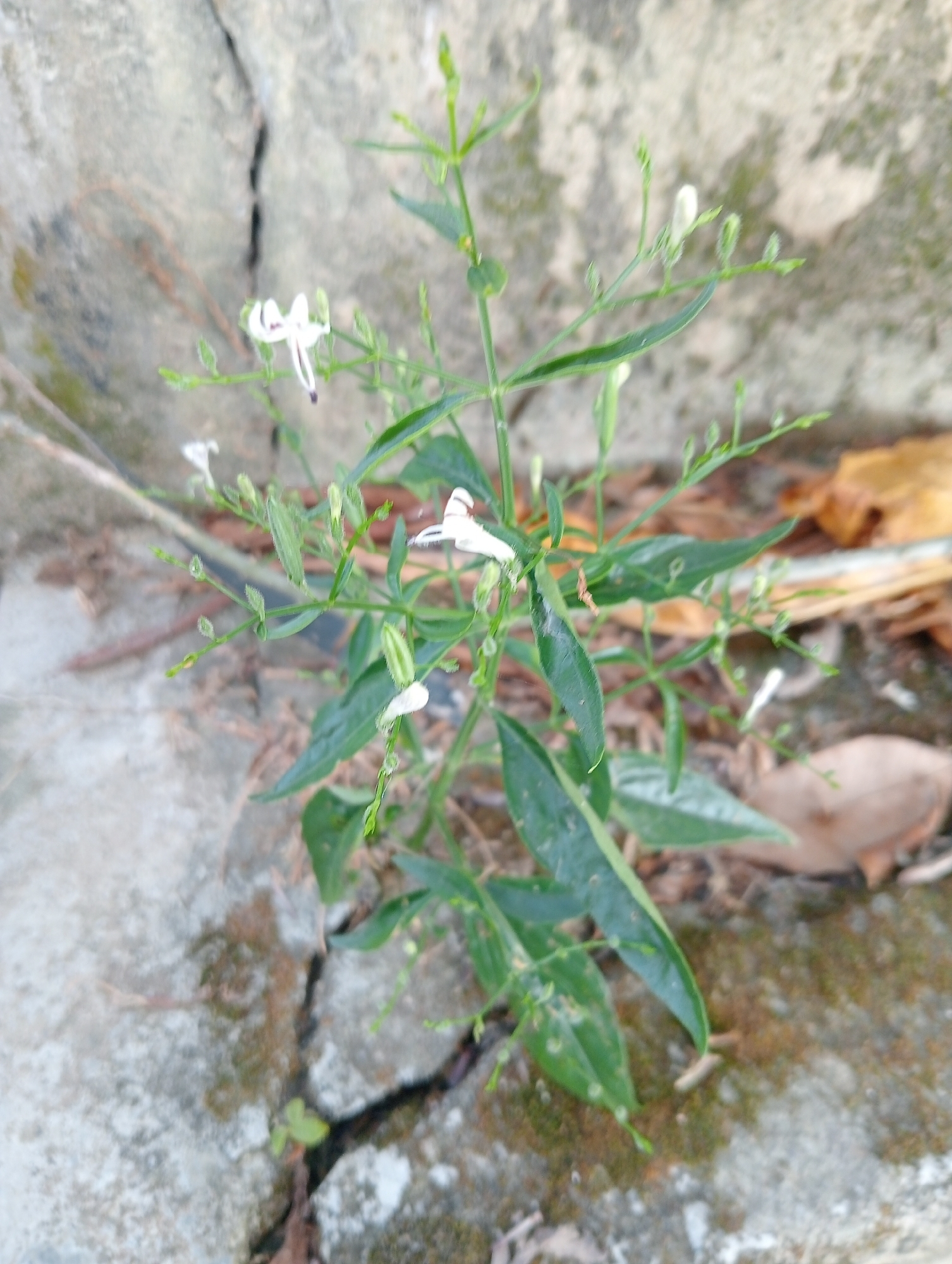 A close-up, eye-level shot captures a small green plant with delicate white flowers growing in a crack between two large, rough concrete slabs. The plant has thin stems and lance-shaped leaves. Some of the flowers are fully bloomed, showing a white petal with purple markings, while others are still in bud form. The concrete appears weathered and somewhat rough, with a slight sheen suggesting dampness in some areas. Dried leaves are scattered on the ground around the plant. The background is out of focus, with variations in color and texture suggesting more concrete and possibly some organic debris. The scene appears to be outdoors, in a somewhat unkempt urban environment, possibly a sidewalk or a neglected corner in Kota Negara Timur, Indonesia. There are no people or animals visible in the frame.