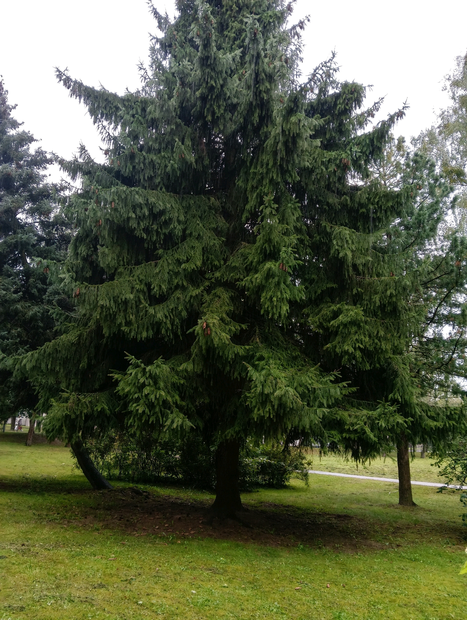 The image depicts a large evergreen tree, likely a spruce, dominating the foreground of a park setting. The tree is full and lush with dark green needles and visible pine cones. Its branches droop downwards, creating a dense canopy that casts a shadow on the grassy ground beneath. To the left and right of this central tree are other evergreen trees, also with dense foliage. The ground is covered in green grass, with some fallen leaves and pine cones visible. In the background, a paved path or walkway winds through the park, bordered by more trees and vegetation. The sky is overcast, suggesting a cloudy or possibly rainy day. No people or animals are visible in the immediate scene. The park environment suggests a public outdoor space within the city of Hrodna, Belarus, likely a recreational area or a landscaped garden. The overall impression is one of a verdant, natural setting within an urban landscape.