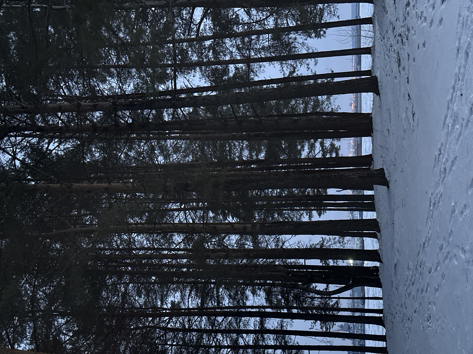 The image depicts a view through a pine forest towards the Kama River in the city of Chaikovsky, Russia. The camera is positioned near the edge of a snow-covered area, with a line of pine trees standing between the camera and the river. The trees' trunks are aligned vertically in the image, creating a series of vertical lines, and their branches form a dark, intricate canopy overhead. In the distance, across the river, lights suggest the presence of buildings or structures along the opposite bank. The sky appears to be overcast or at dusk. The image is rotated ninety degrees clockwise.