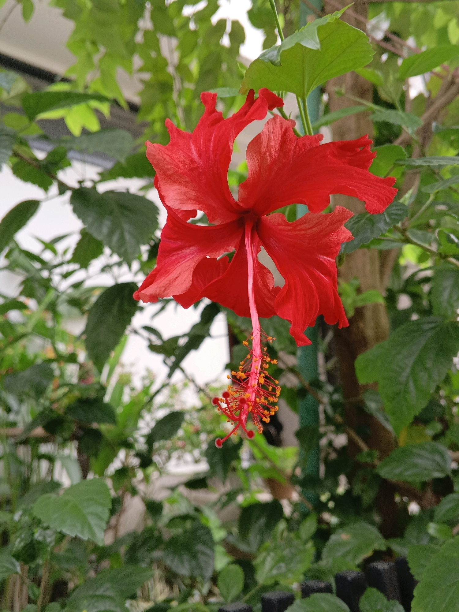 This is a close-up, vertical, eye-level, outdoor, full-shot photograph of a vibrant red hibiscus flower in full bloom. The flower is positioned in the center of the frame, hanging downwards. Its five ruffled petals are a deep, rich red, with some appearing slightly curled. Prominently, a long, delicate pistil extends from the center of the flower, tipped with bright orange anthers.
The background is a lush blur of green foliage from the surrounding plants and trees, with hints of brown branches. The lighting appears to be natural daylight, creating soft shadows and highlighting the flower's texture. There are no people, animals, or man-made structures clearly visible within the immediate vicinity of the flower. The overall impression is one of natural beauty and botanical detail, focusing solely on the hibiscus. Without further context or identifiable landmarks, pinpointing a specific location within Sylhet, Bangladesh, based solely on this image is not possible.