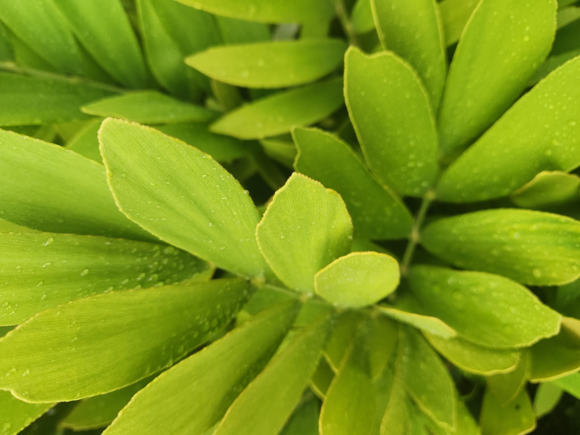 This is a close-up, eye-level, medium shot of vibrant green leaves. The leaves are glossy and appear to have water droplets on their surfaces, suggesting they are either wet from rain or have been recently watered. The lighting is soft, and the focus is sharp on the leaves in the foreground, with a slight blur in the background, creating a shallow depth of field. The image is framed tightly on the foliage, with no discernible background or context of the surrounding environment, such as a specific location in Altamonte Springs, United States of America. There are no people, animals, or man-made objects visible in the frame.