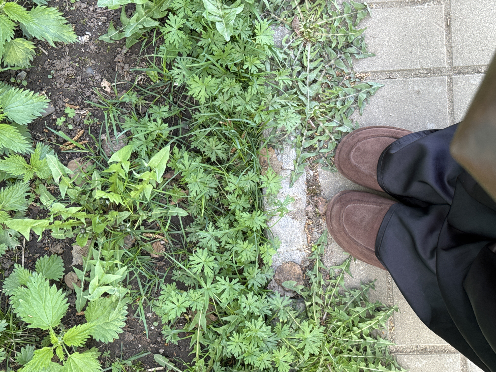 The image shows a view from above, focusing on the ground where vegetation meets a paved area. On the left side of the frame, there is a patch of soil with various green plants, including nettles, and grasses. Some of these plants appear to be growing wild. A narrow concrete border separates the vegetation from the paved area on the right.
The paved area consists of grey concrete paving stones. A person's legs and feet are visible on the right side of the frame. The person is wearing dark trousers and brown suede loafers. The positioning of the shoes suggests the person is standing near the edge of the paved area, close to the vegetation.
There are no explicit indicators of the location being Chaikovsky, Russia.