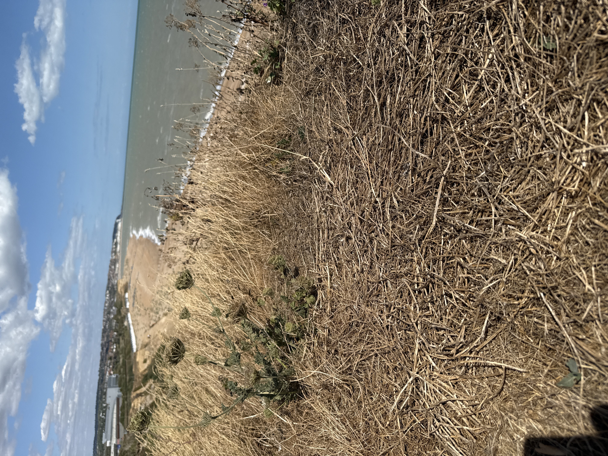 The image captures a coastal landscape with a focus on dry, golden grass in the foreground. In the mid-ground, a beach stretches along the coastline, bordered by the ocean. A few buildings and structures are visible on the elevated land behind the beach, suggesting a town or settlement. The sky above is blue with scattered white clouds. Based on the visual cues of the coastline and structures, this scene is likely located in the vicinity of Eastbourne, East Sussex, United Kingdom, which is part of the Rother district.