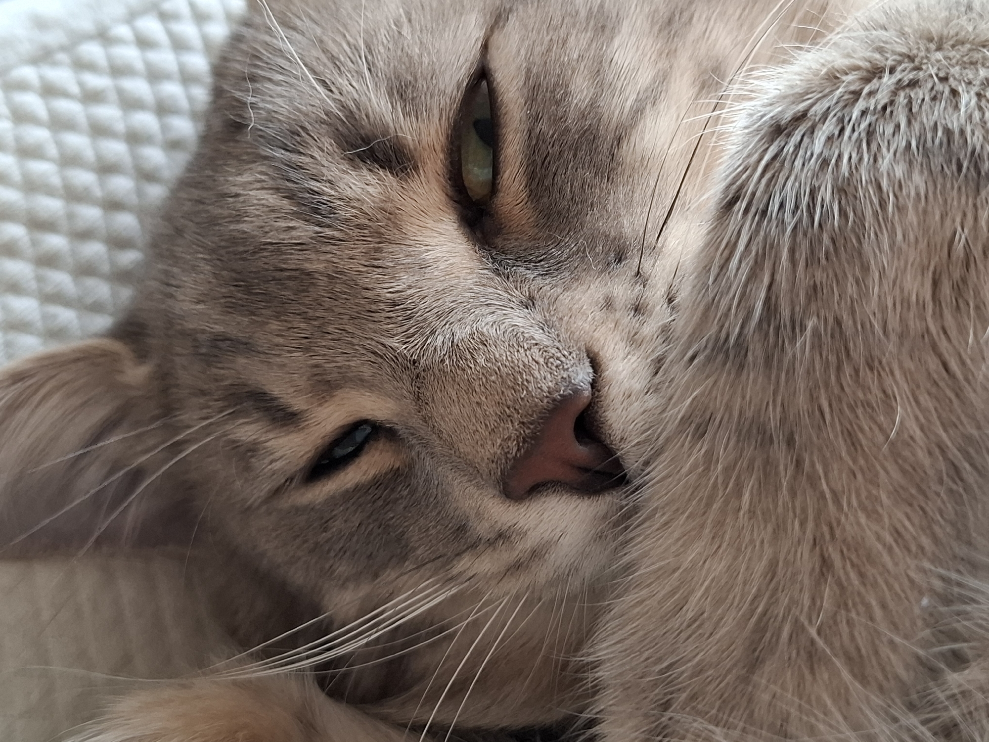 A domestic cat is depicted in a close-up, high-resolution portrait, resting on a textured, light-colored quilted surface within an interior location in Novi Sad, Serbia. The feline's head occupies the majority of the frame, presented from a slightly tilted, upward angle. Its fur displays a soft blend of tawny, greyish-brown, and cream tones. One eye, visible on the left, is partially open, revealing a sliver of green iris with a dark, vertical pupil. The other eye, on the right, is mostly closed, appearing as a dark slit beneath fur. The cat's nose is pinkish-red and slightly moist. Numerous prominent white whiskers extend outwards from both sides of its muzzle. Patches of lighter, fluffier fur are visible around the neck and chest area, blending with the deeper tones of its face. The background consists of a uniformly patterned, possibly quilted, white or cream fabric, suggesting a bed, cushion, or similar soft furnishing. No other subjects, objects, or direct interactions are visible. The cat appears to be in a state of rest or sleep.