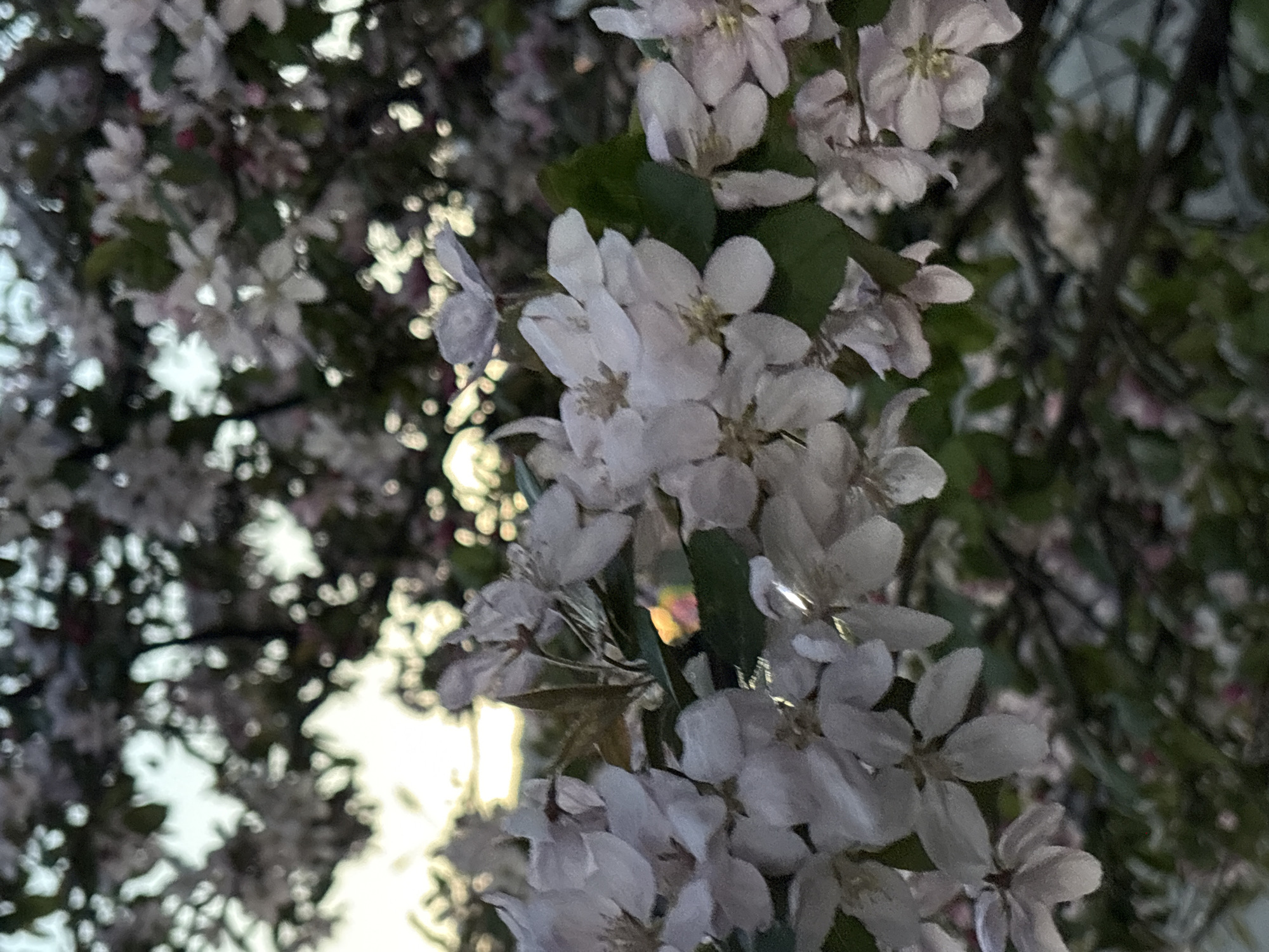 The image shows a close-up view of a blooming tree, likely a crabapple or similar flowering species. The flowers are predominantly white with subtle pinkish undertones. Leaves are visible among the blossoms, indicating the tree is in full leaf. The background is blurred, suggesting a depth of field focus on the foreground flowers. Light filtering through the tree creates highlights and shadows. The location is provided as the city of Perm, Russia, but no specific urban details visible in the picture indicate the location.