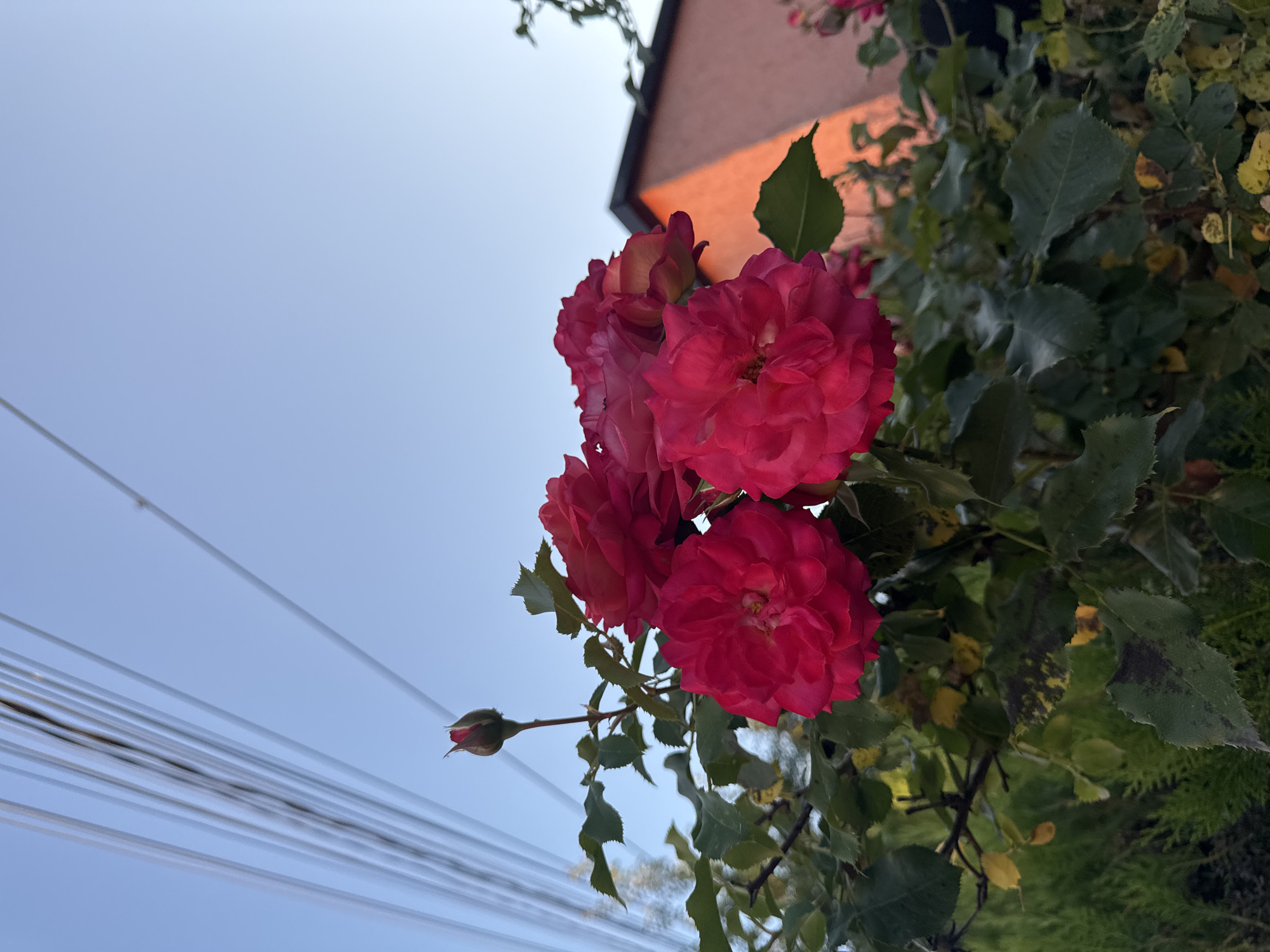 In a garden in Strășeni, Moldova, a cluster of vibrant red roses blooms against a clear blue sky. The roses are in various stages of opening, with some fully unfurled and others still tightly budded. Their petals are a deep, rich red, catching the light and appearing almost velvety. Surrounding the roses are lush green leaves, some showing signs of yellowing or spotting.
Above the roses, a series of parallel electrical wires are strung across the sky, creating a slightly industrial contrast to the natural beauty of the flowers. In the background, the corner of a building with a salmon-colored facade is visible, its roofline dark against the bright sky. The setting sun casts a warm, orange glow on the side of the building. The overall scene evokes a sense of peaceful, late afternoon in a residential area.