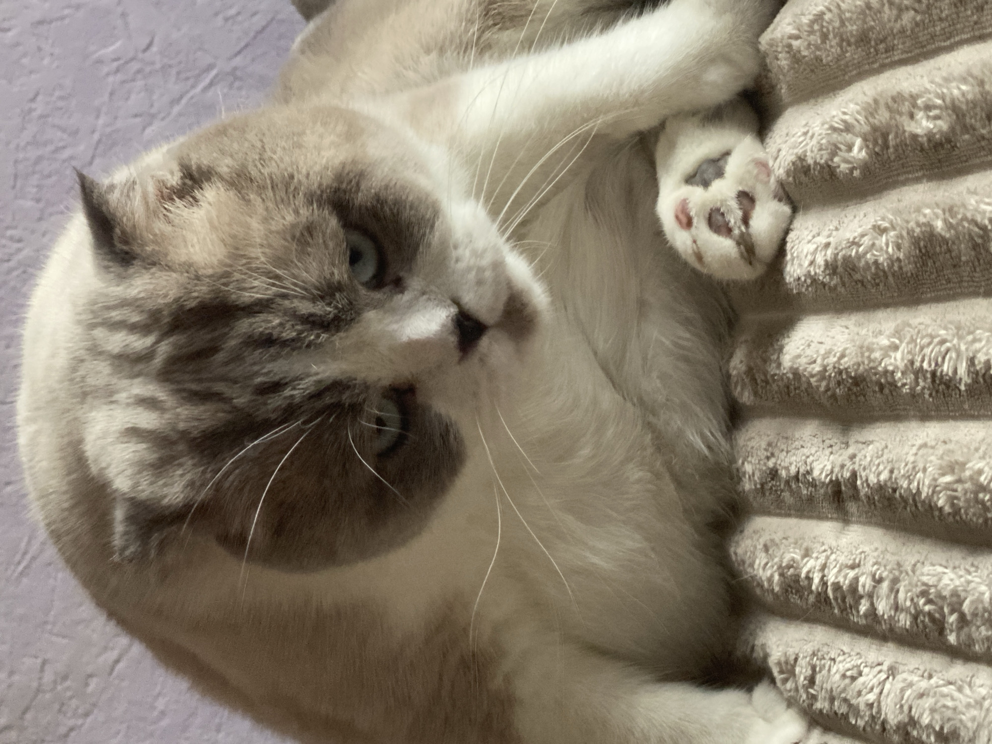 A fluffy, white and grey cat is sitting on a textured, beige blanket. The cat is looking down and to the right with a serious expression. The background is a blurred, light purple wall. The image appears to be taken indoors in a domestic setting. There is no indication of location in Novokuznetsk, Russia.