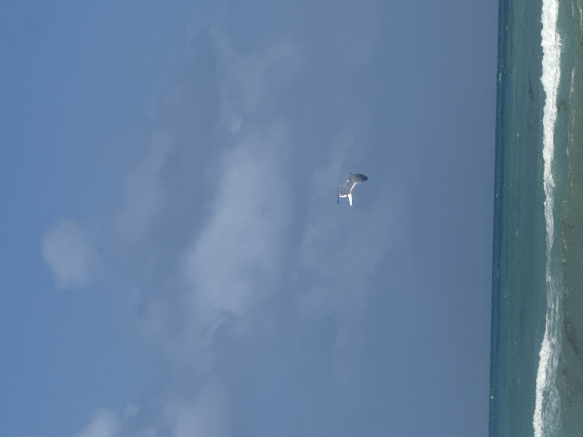 The image depicts a view of the sky and ocean in Hollywood, Florida, United States. A bird is flying in the sky, with visible clouds present. The ocean is on the right side of the image with white waves.
