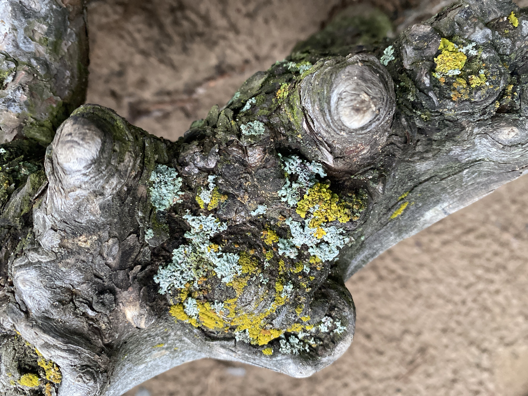 The image depicts a close-up of a gnarled tree branch covered with patches of green and yellow lichen. The bark is rough and textured, with several knot-like protrusions. The background is blurry and indistinct. There is no information in the image to confirm its location in Chaikovsky, Russia or any details about people, subjects, objects, actions, or interactions beyond the branch and lichen.